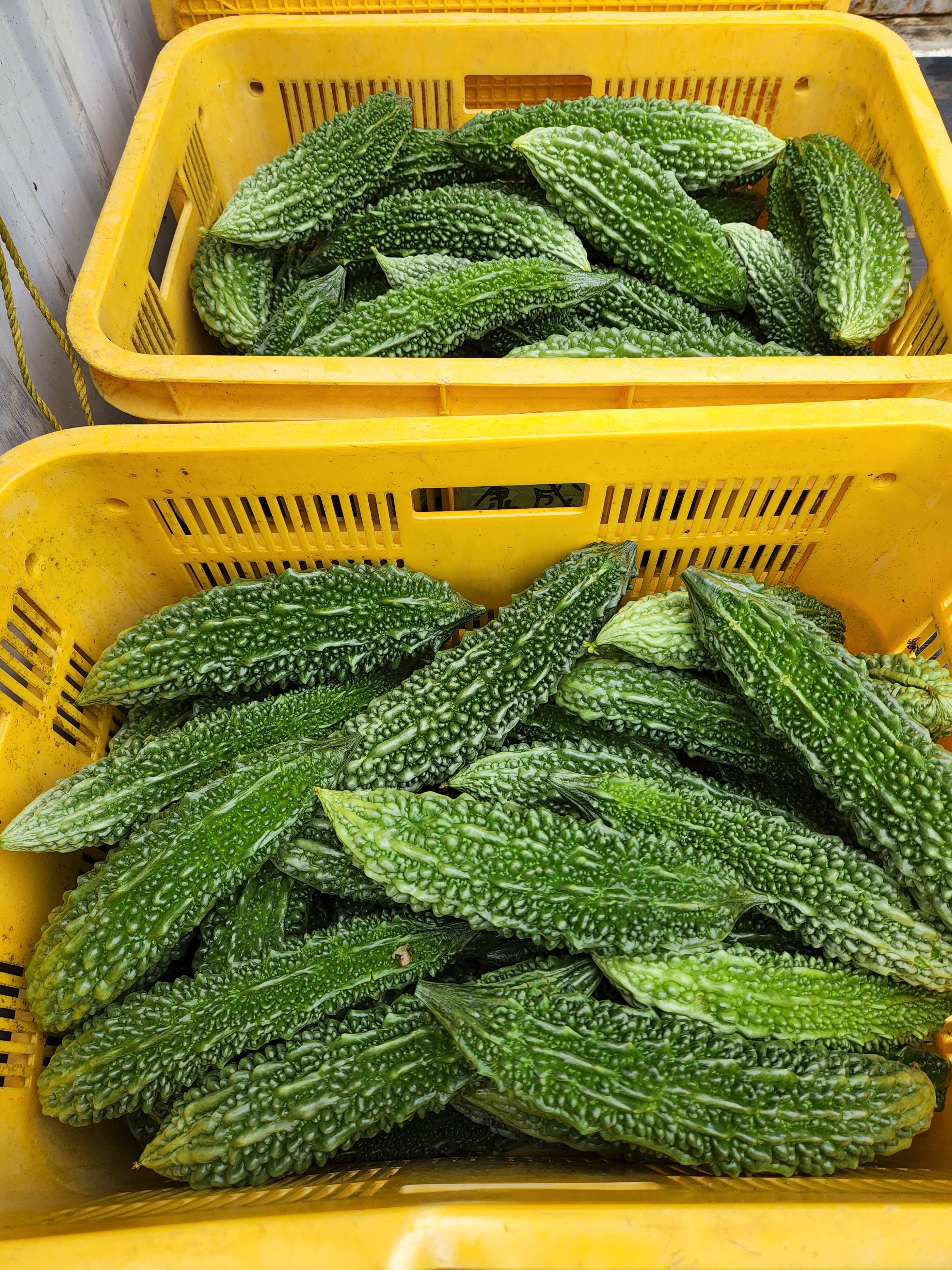 路地ゴーヤ｜食べチョク｜産地直送(産直)お取り寄せ通販 - 農家