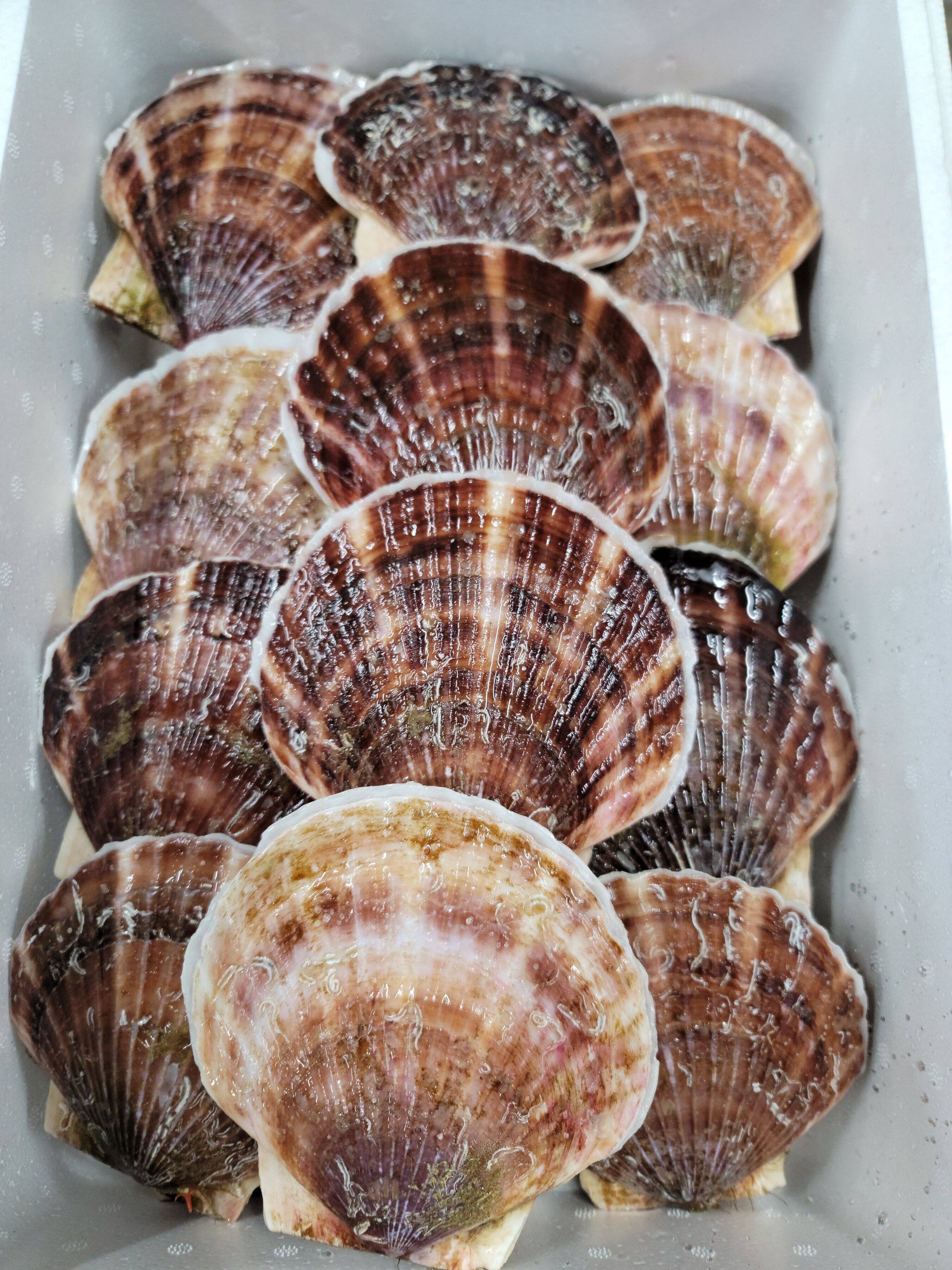 コスメショップうさぎ　活ホタテ 北海道産活ホタテ3年貝：北海道産のホタテ｜食べチョク｜産地