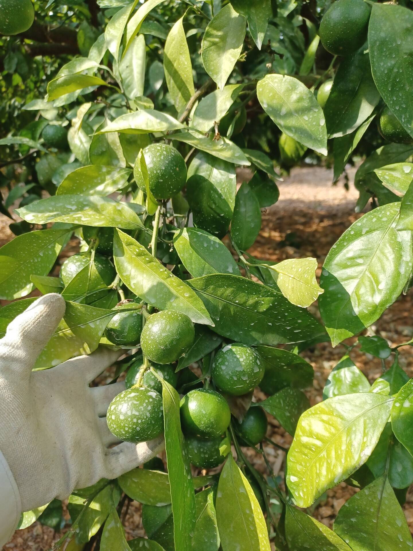 青島みかん畑から現状報告🍊｜陽だまりファーム｜食べチョク｜産地直送