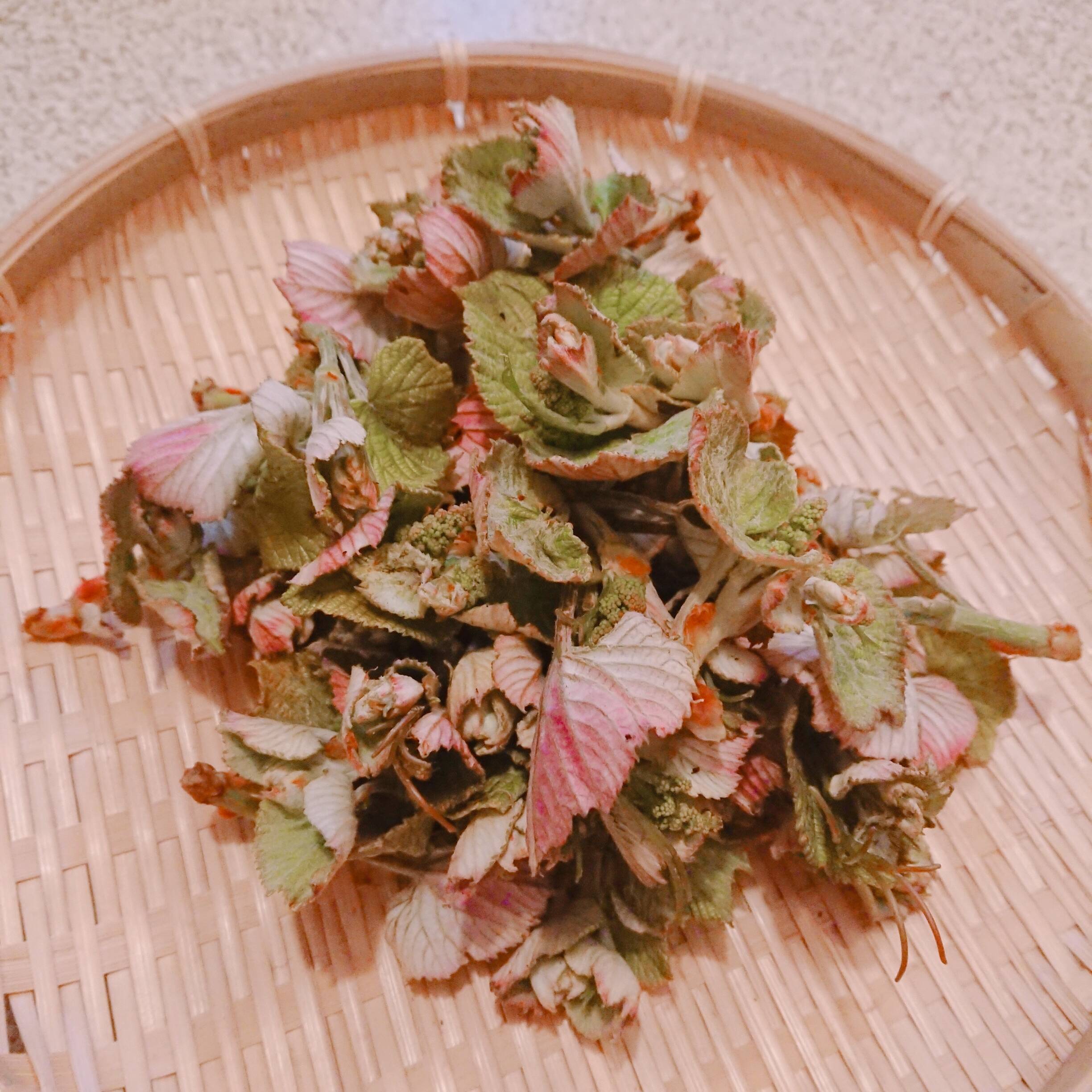 天然ノブトウ　馬ぶどう　山菜　薬草　京都府の山に 天然ノブトウ 馬ぶどう 山菜 京都府の山に 天然ノブトウ 馬ぶどう 山菜