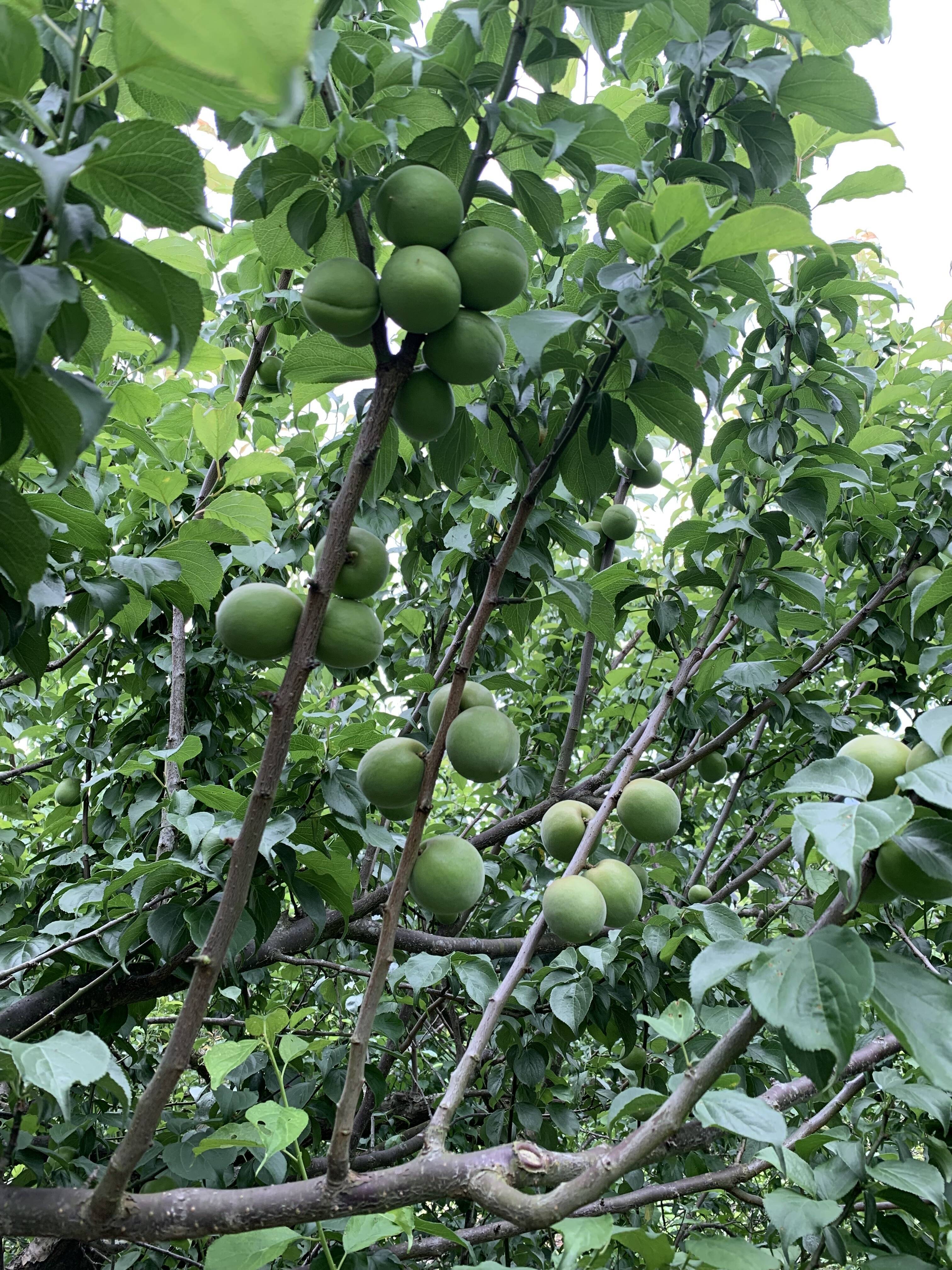 マイメロディ様　山梨県産　白加賀梅　青梅　20kg　今月下旬頃から順次発送！ 68)山形県産青梅♡白加賀梅♡梅ジュース♡1.2キロ - メルカリ