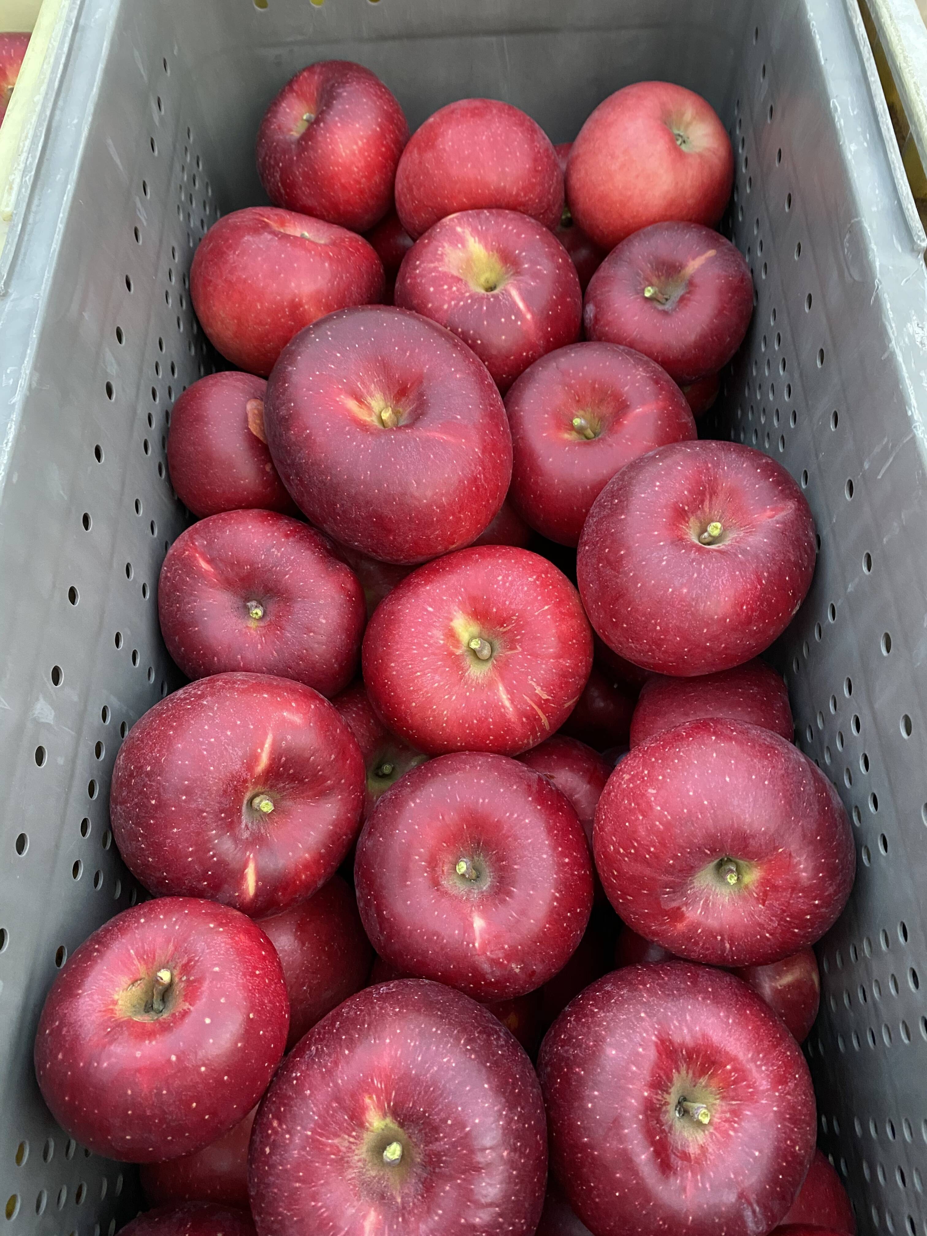 残り2ケース🍎 シナノホッペ 5キロ箱訳あり 商品ID87733長野県 信州