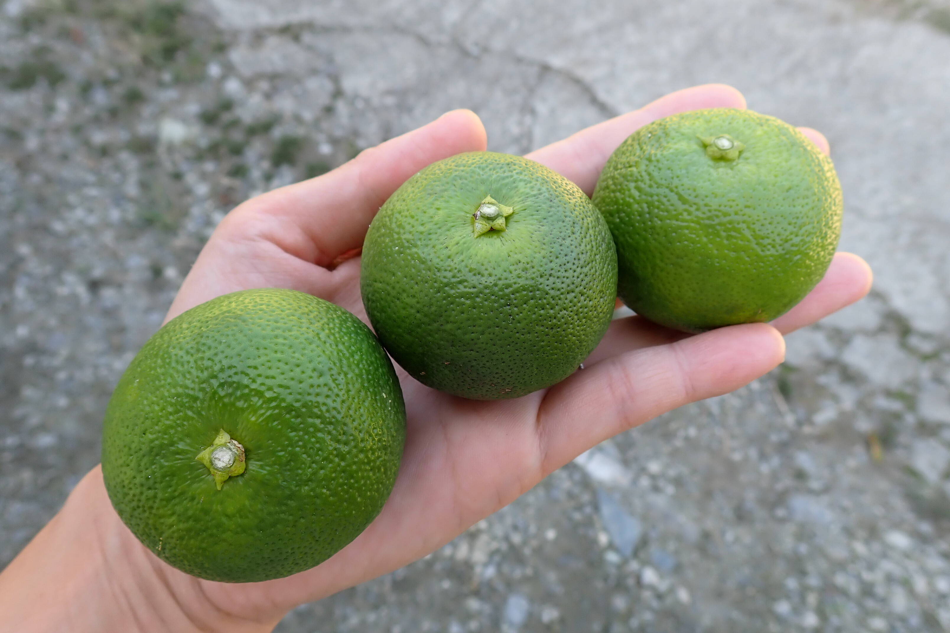 すだち BIG！すだち【特別栽培・5kg箱】神山町からお届け：徳島県産のみかん