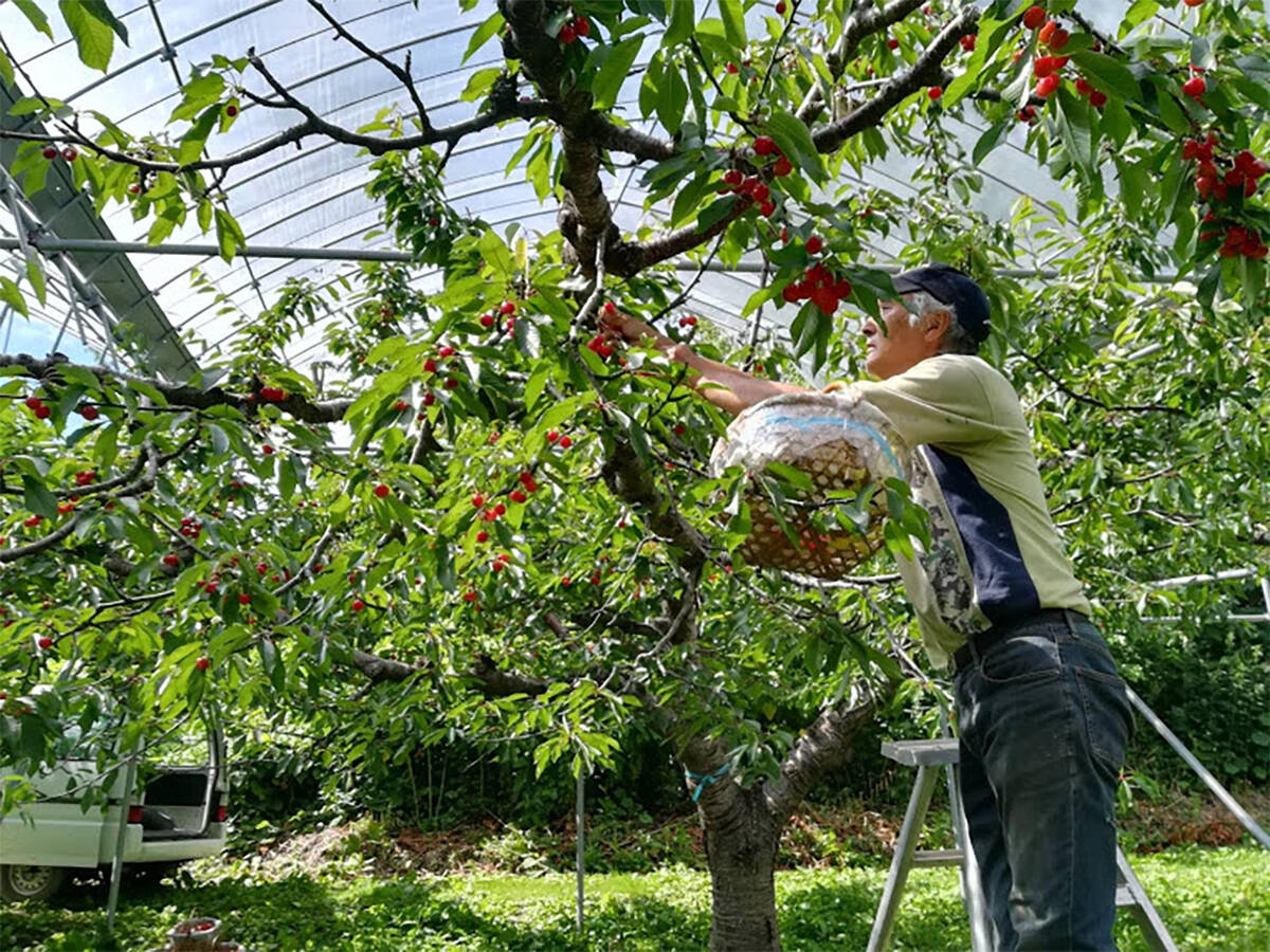 余市すこやか自然農園へのレビュー・商品：北海道｜食べチョク