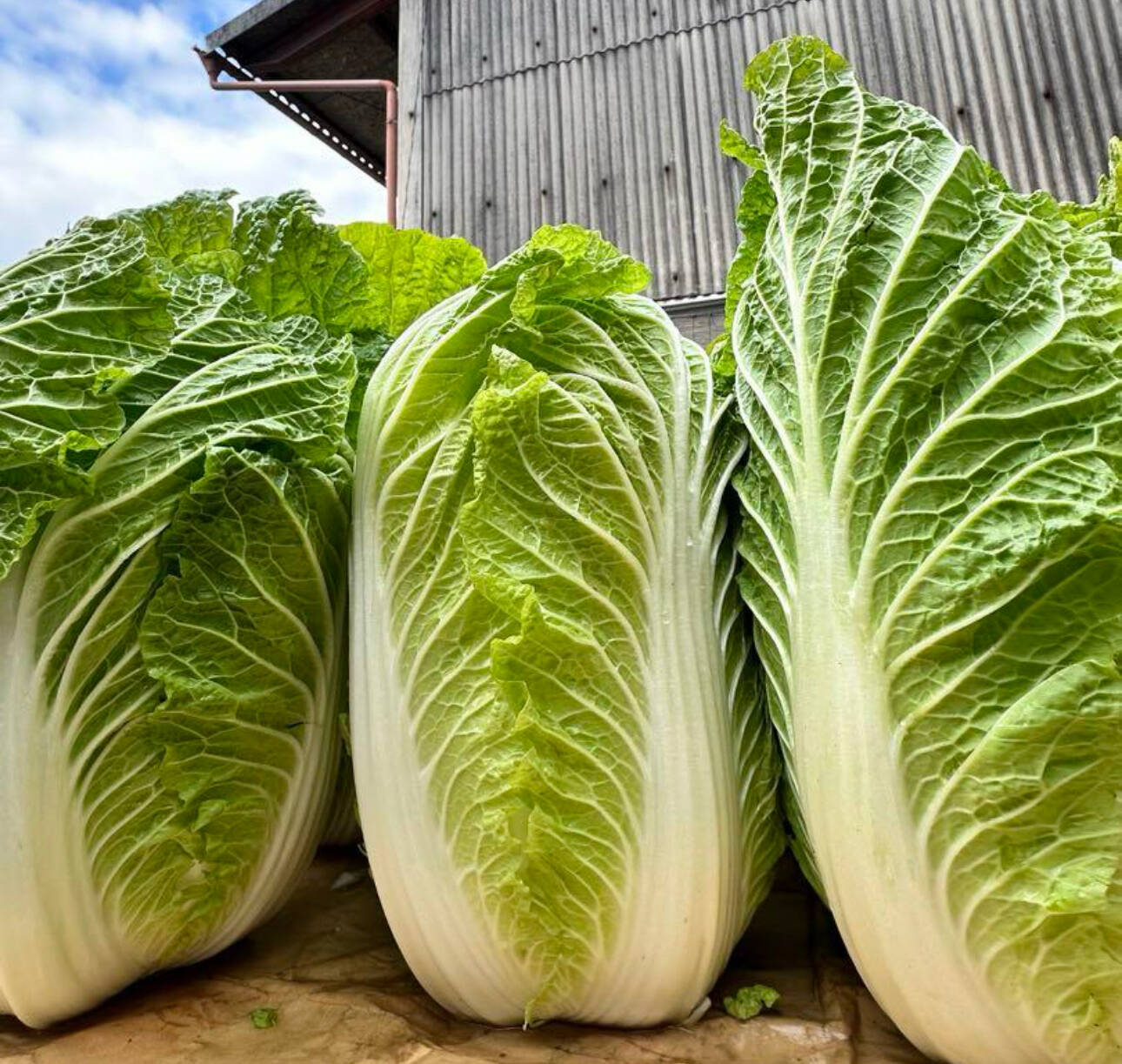 白菜 今年も販売します‼️甘みが増した白菜120サイズの箱に入れてお届け