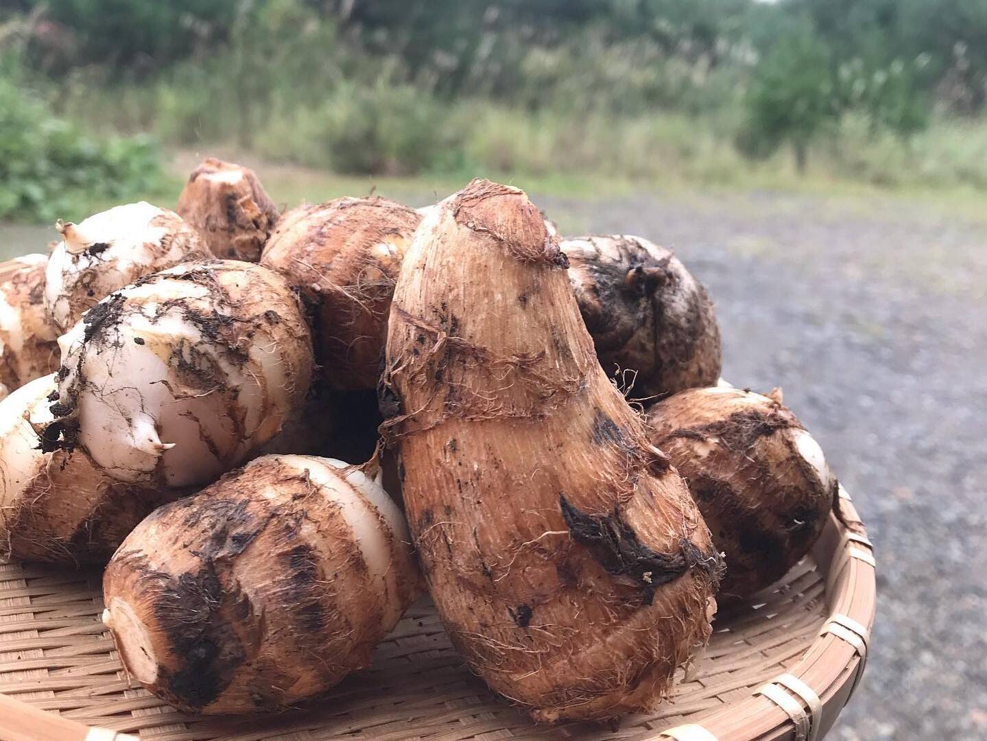 里芋といえば「芋煮」｜食べチョク｜産地直送(産直)お取り寄せ通販 - 農家・漁師から旬の食材を直送