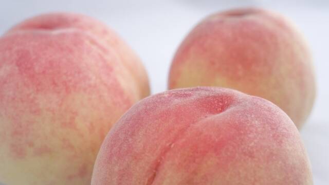 早期予約価格】🍑レア品種 さくら白桃 約1.5kg 5玉前後 家庭用 採れた