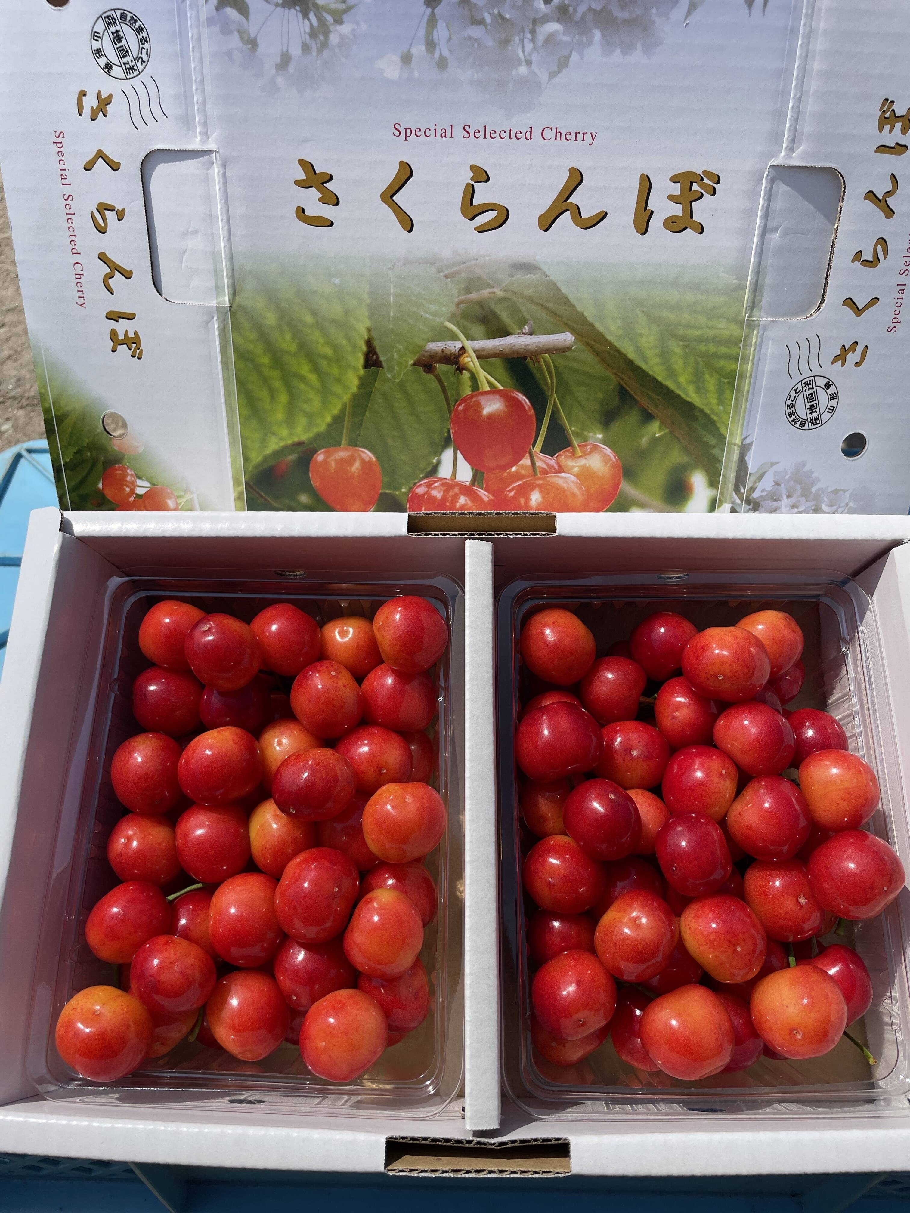 くー★訳あり 1.8キロ⑨紅秀峰 山形県産★本日発送 訳あり 1.8キロ⑪紅秀峰 山形県産☆本日発送 果物