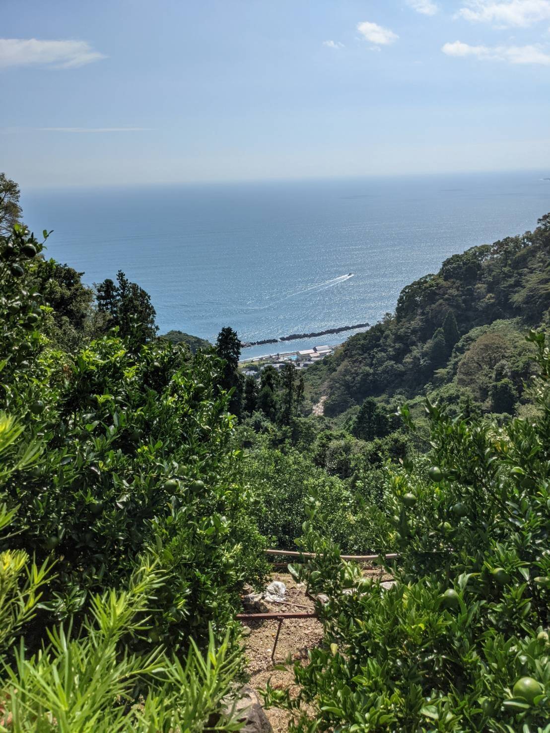 伊藤果樹園へのレビュー・商品：静岡県｜食べチョク｜産地直送(産直)お取り寄せ通販 農家・漁師から旬の食材を直送