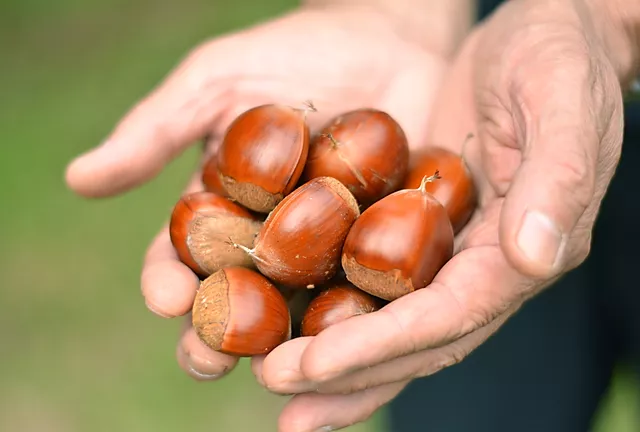 🍴 Eating choku ｜ Kasama's Rihei chestnut 2L size x XNUMXkg (warm water sterilized) Pesticide-saving cultivation …