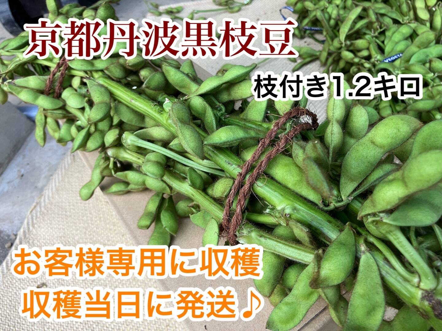 収穫当日発送！鮮度にこだわった京都丹波の黒枝豆 枝付き1.2kg：京都府