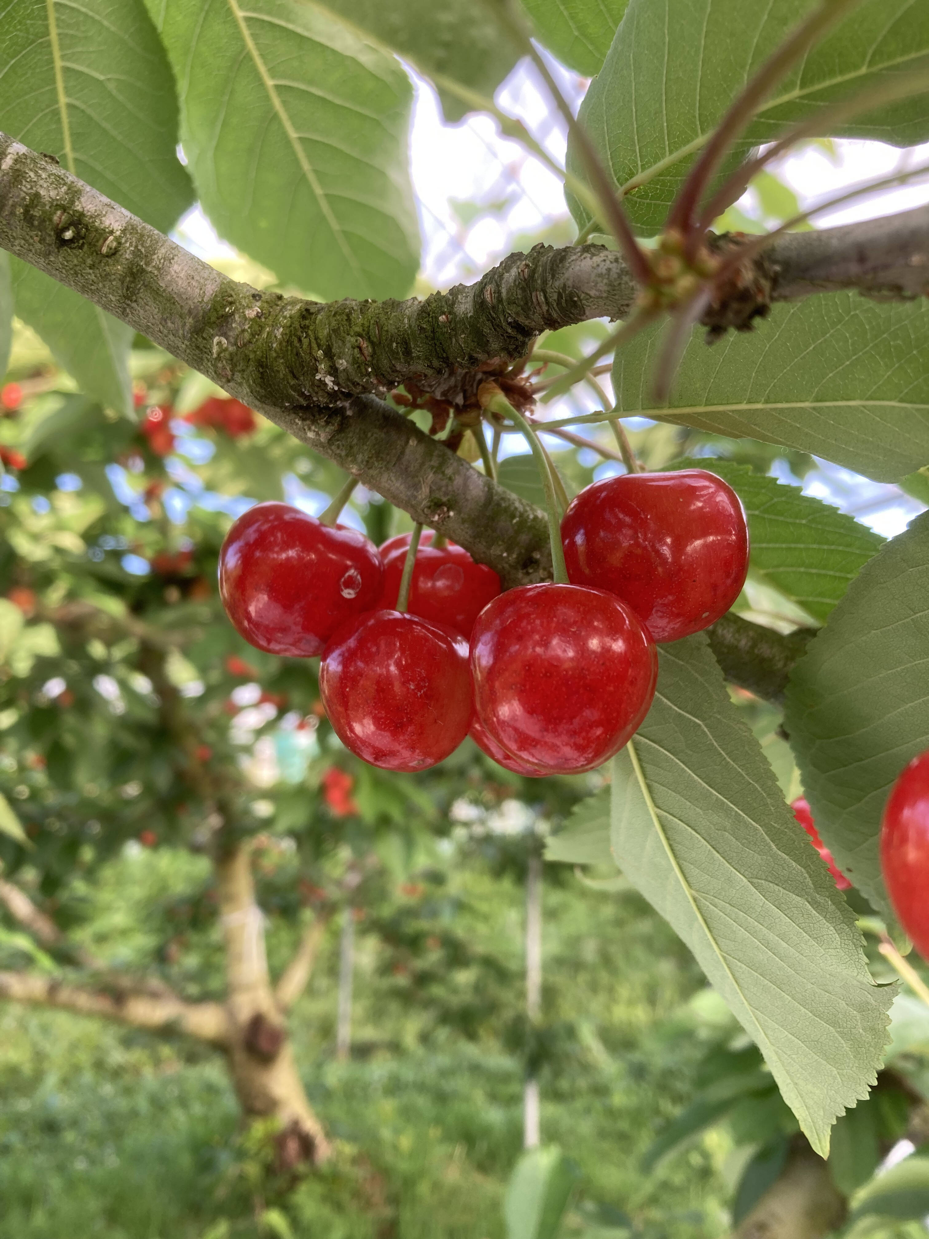 甘くて！大きい！訳あり「紅秀峰」バラ詰め 500g 山形県山辺町産：山形