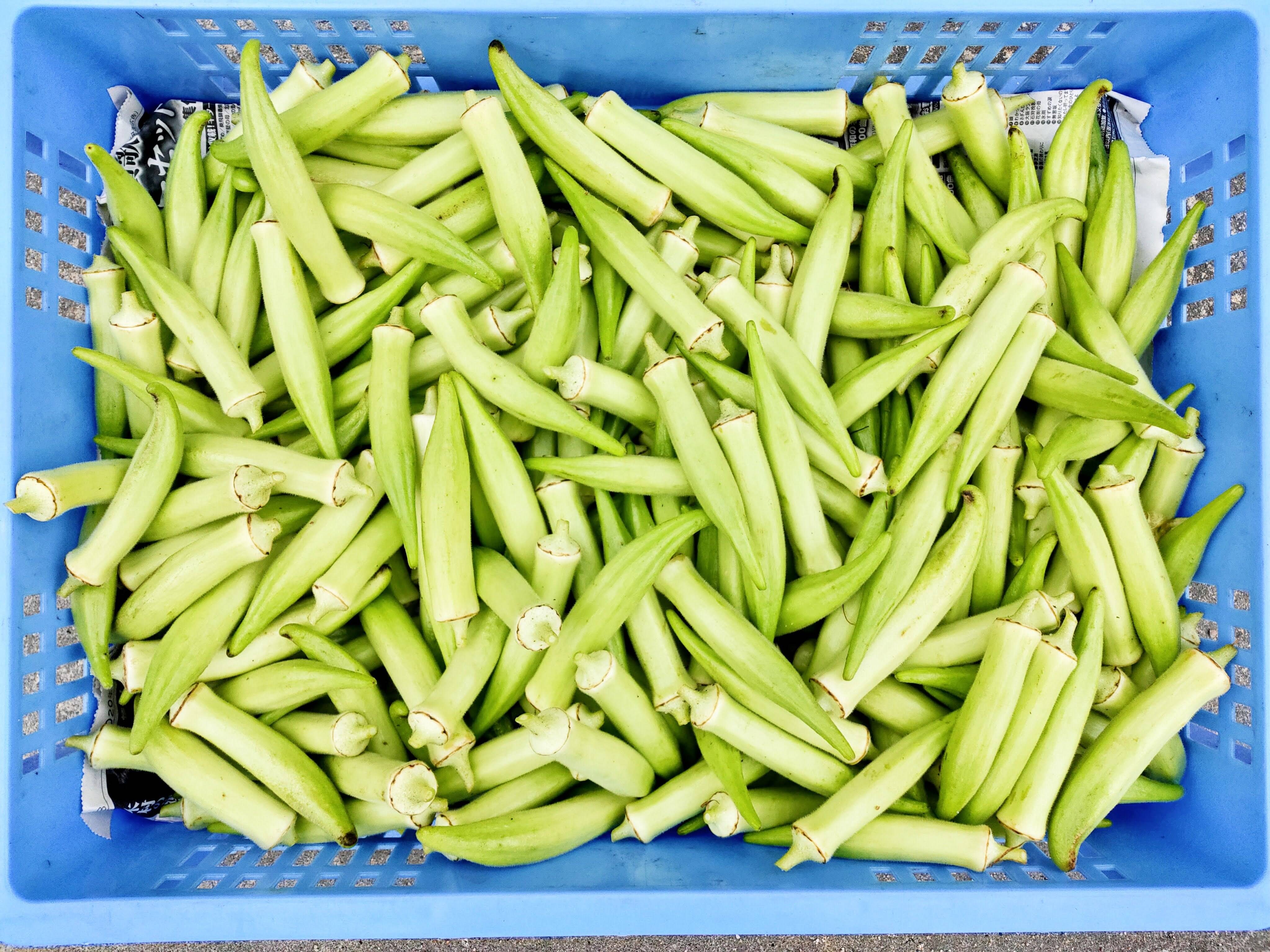 市場 沖縄県産オクラ 発送4〜12月 オクラ 色はお任せ 野菜 沖縄の濃い野菜 夏野菜なのに４月から 採れる 1kｇ