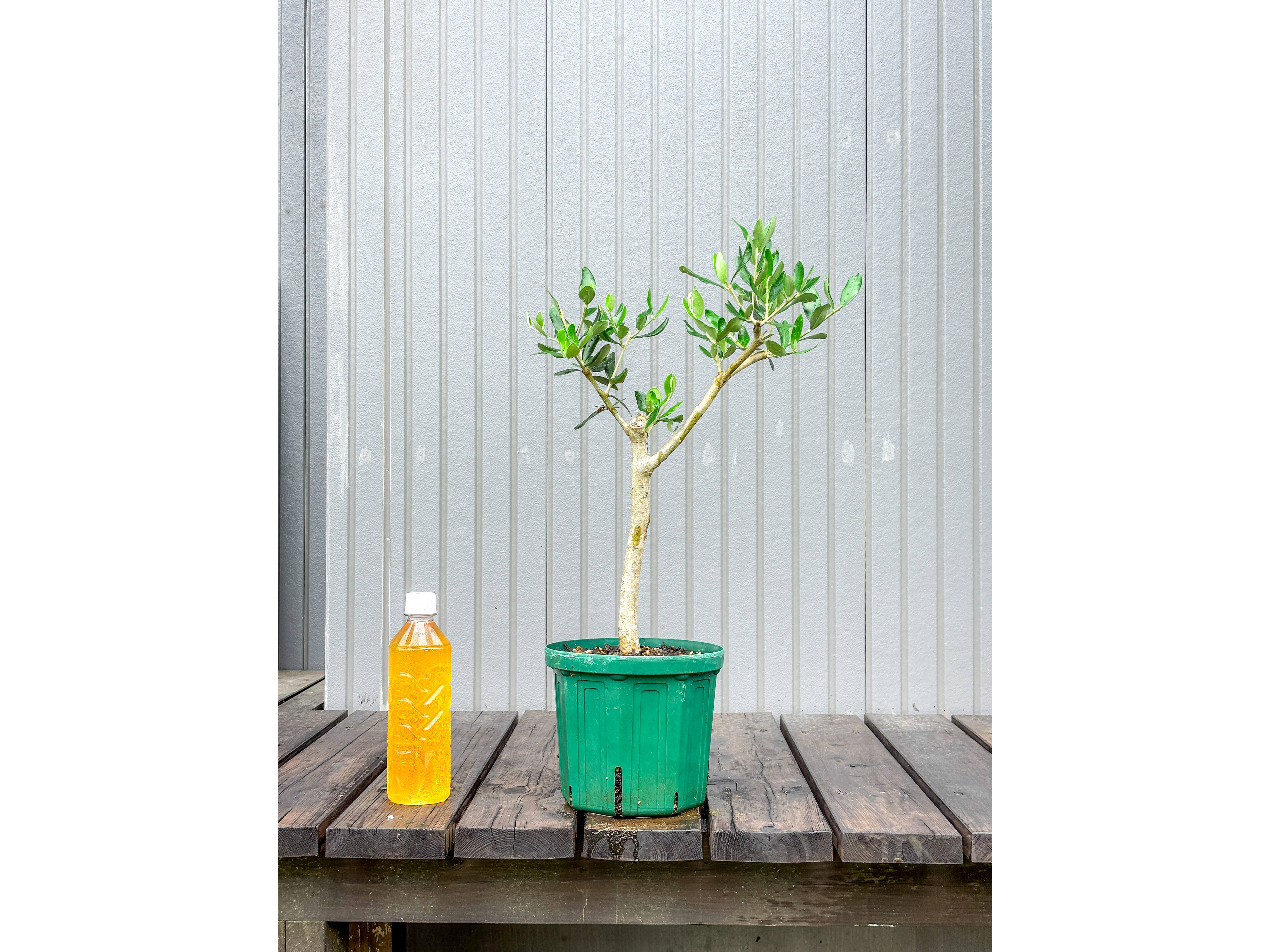 オリーブ 鉢植え マウリーノ｜育てやすい シンボルツリー・盆栽にも