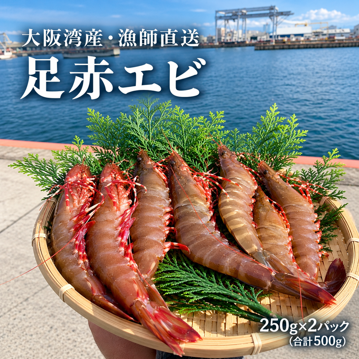 足赤エビ500g【大阪湾 えび 天然 ぷりぷり 海鮮 底曳き網漁水揚げ 生食