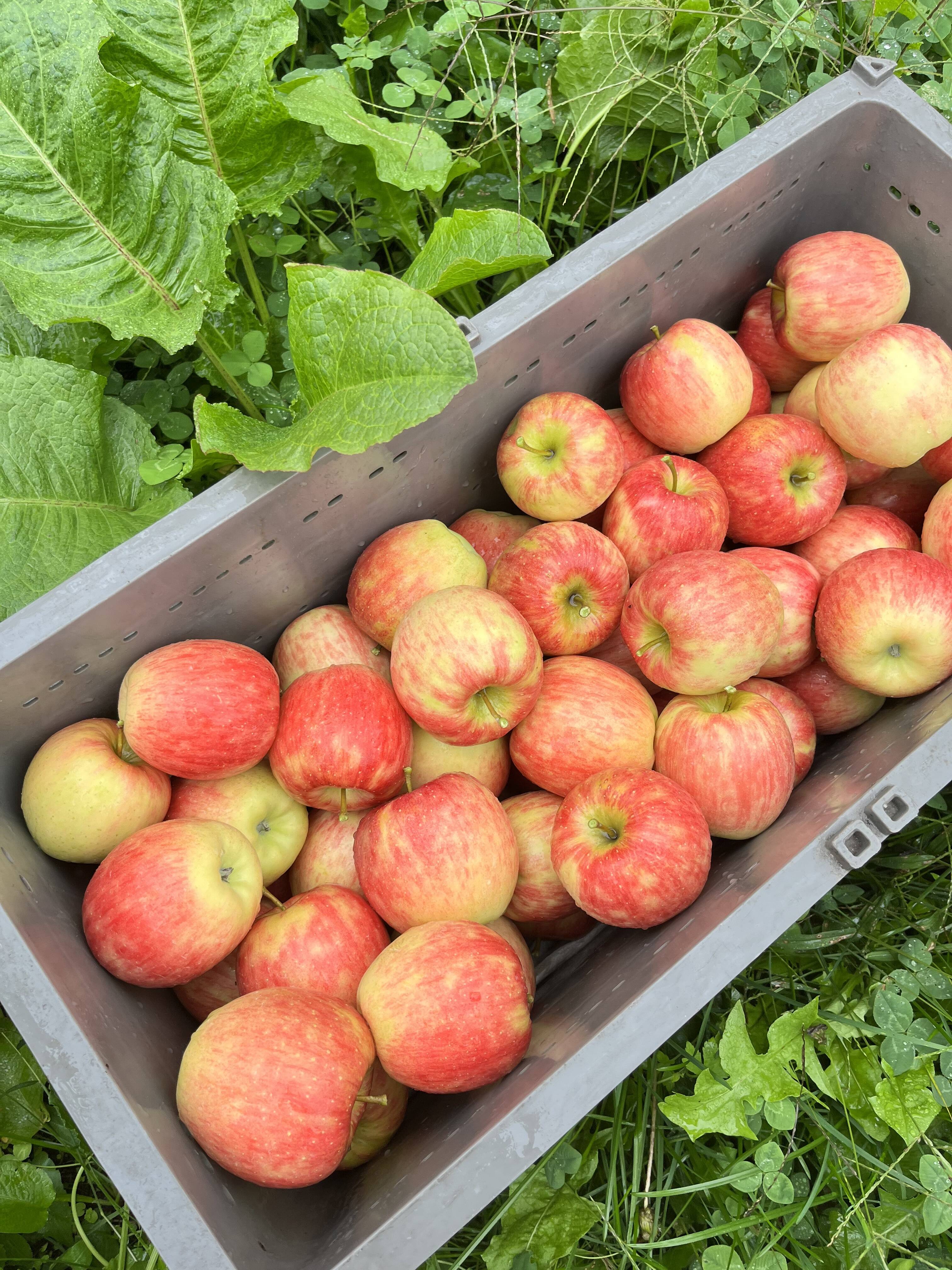 2025年 ご予約】長野県産・美味しいりんご『シナノドルチェ』5kg：長野