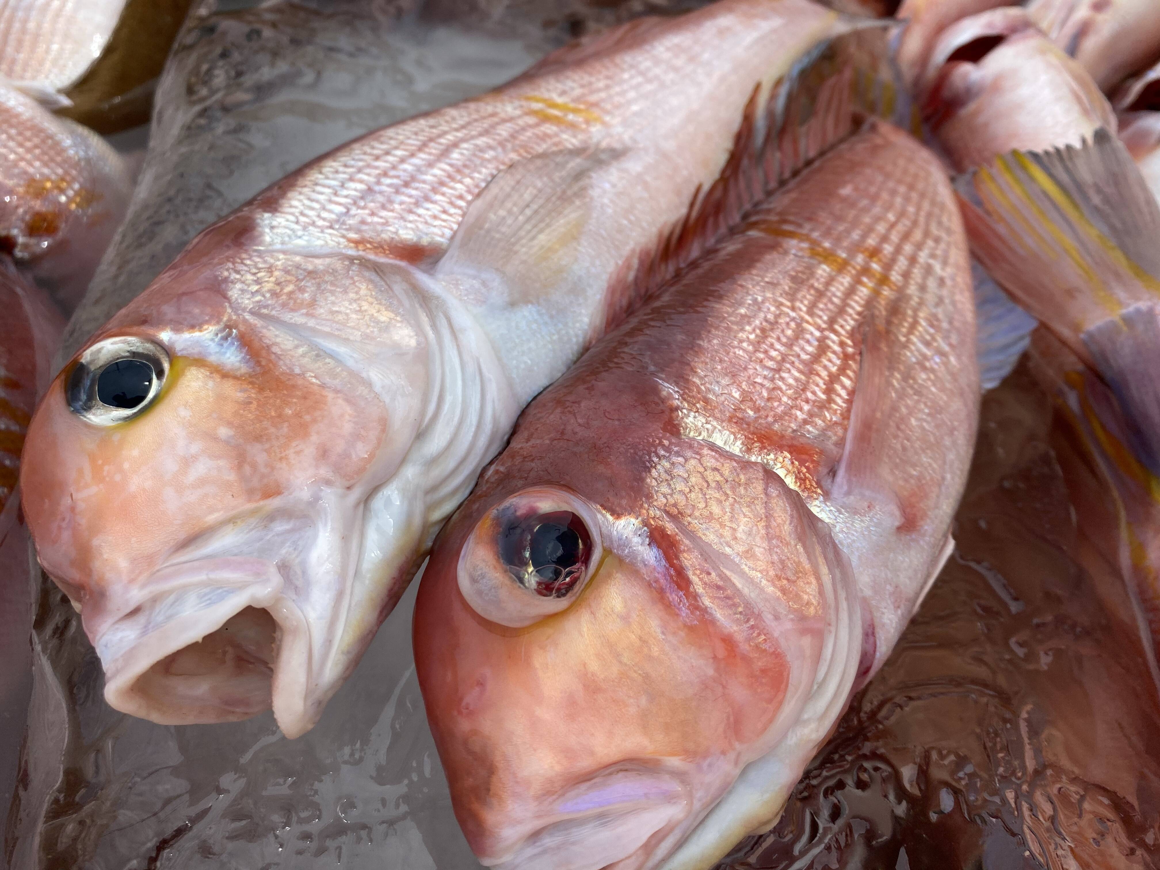漁師直送 秋田沖で荒波にもまれた天然甘鯛 1 5kg 4 5匹 秋田県産 食べチョク 農家 漁師の産直ネット通販 旬の食材を生産者直送