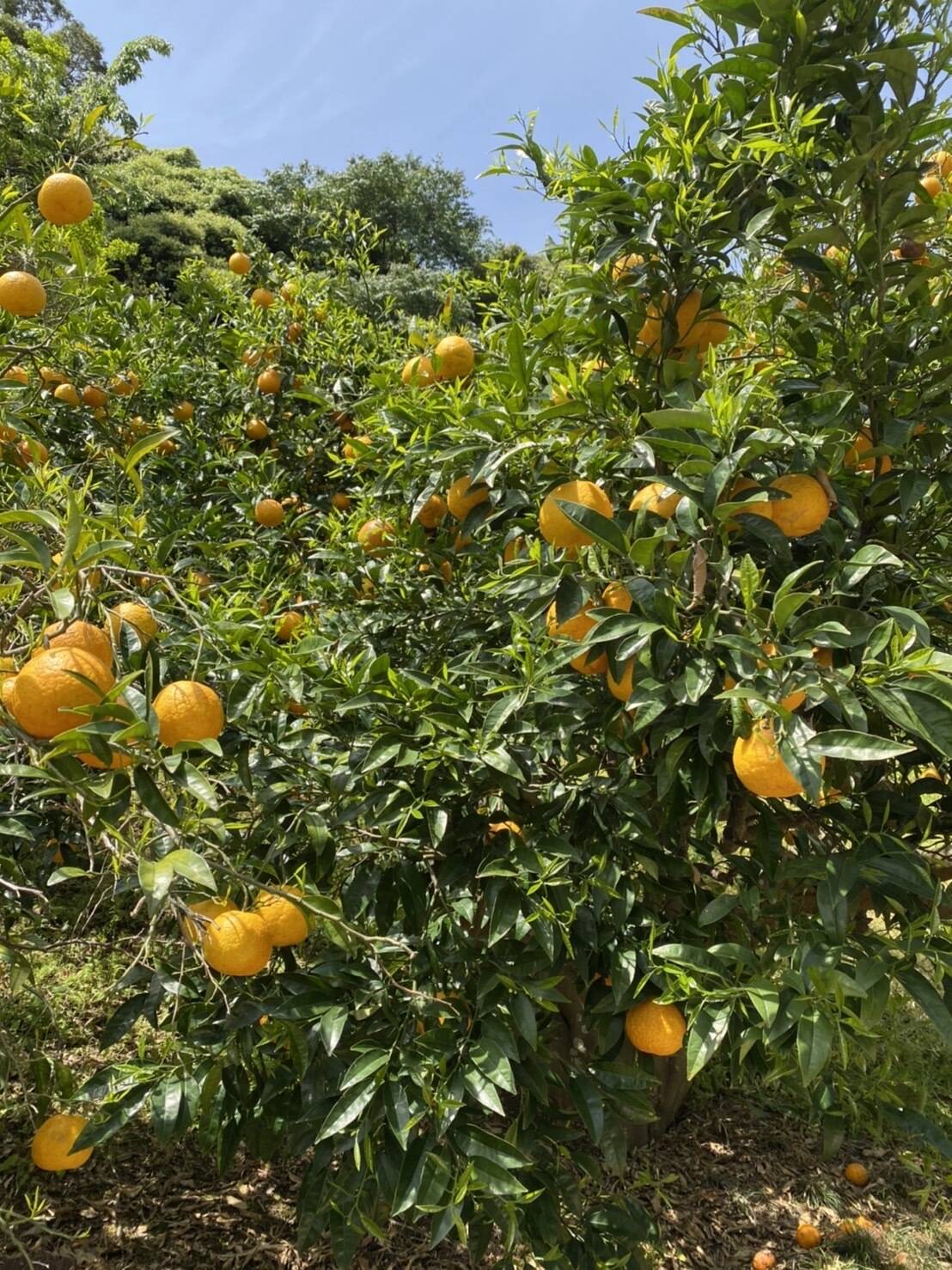 近藤農園へのレビュー・商品：兵庫県｜食べチョク｜産地直送