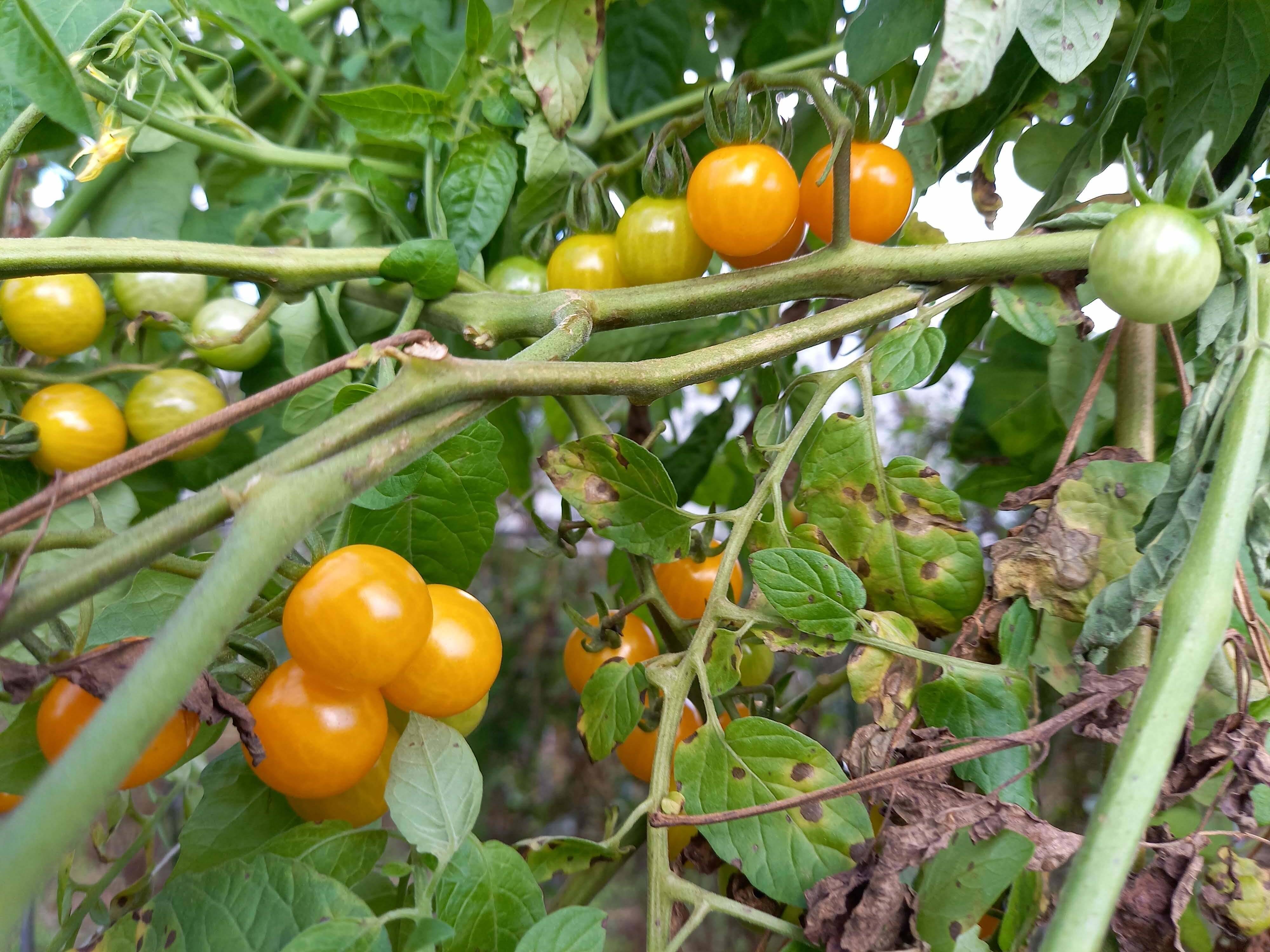 【トマトがメイン】お試しサイズ！旬の野菜5品セット：熊本県産の