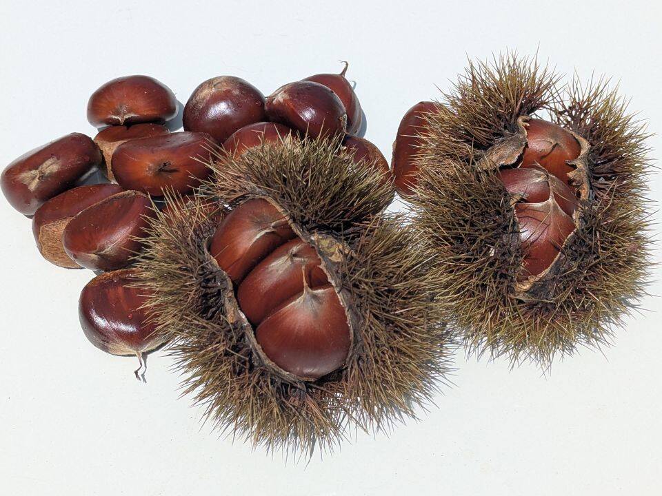 まー@プロフ必読 様 4L 5キロ★つくば★茨城県産★栗　海老さん家のくり！ まー@プロフ必読 様 4L 5キロ☆つくば☆茨城県産☆栗