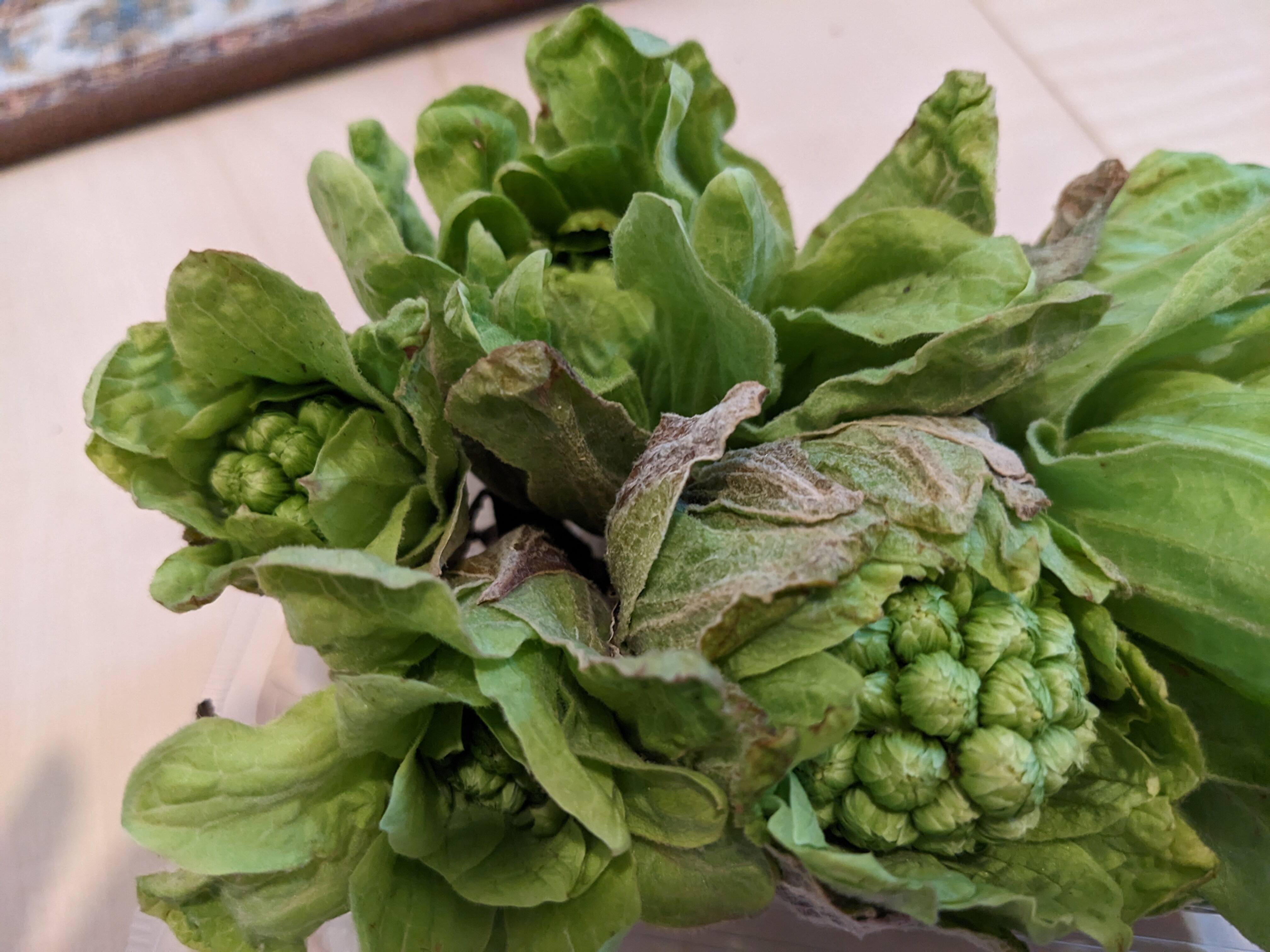 秋田県産天然ふきのとう200g - 野菜