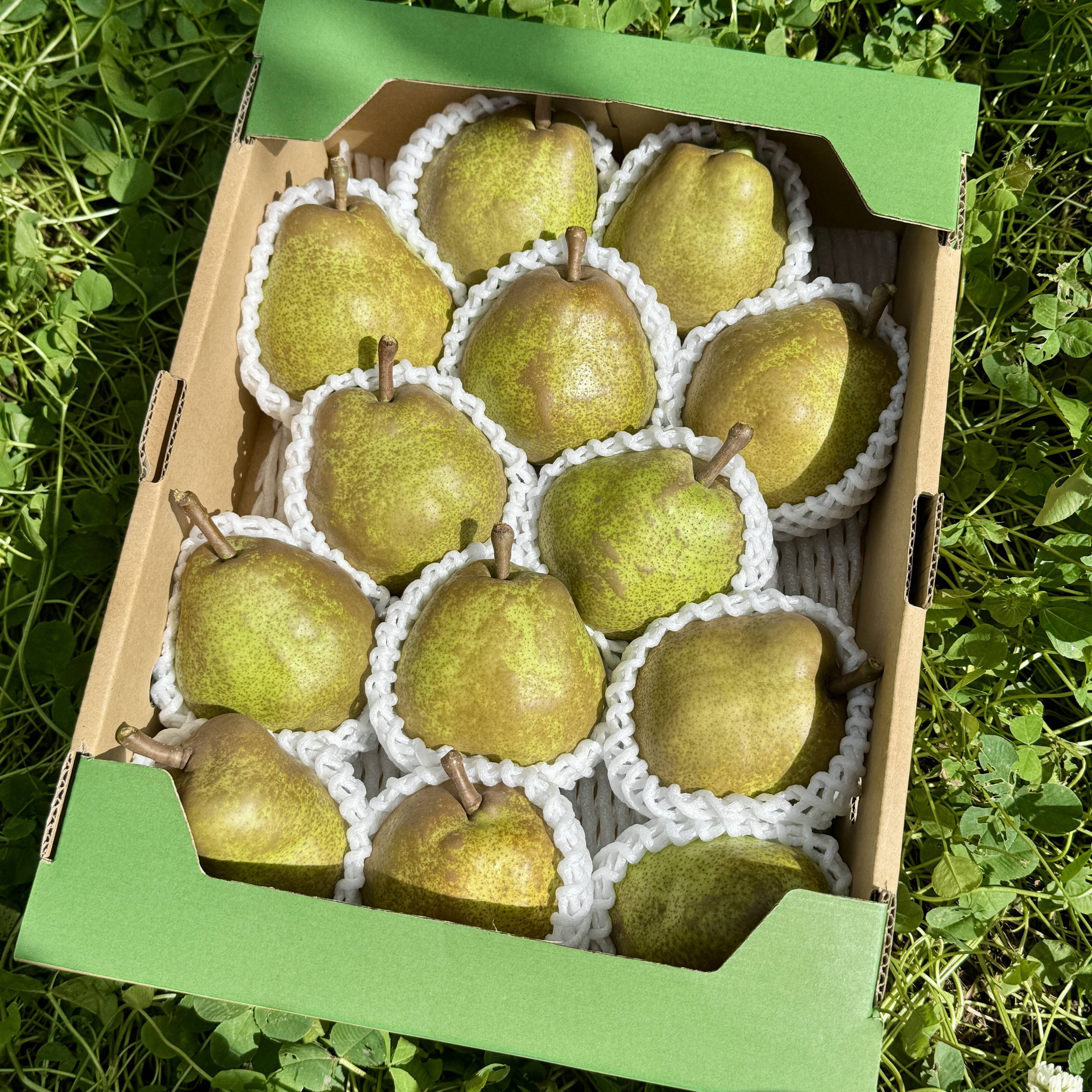 2箱同梱】食べきりサイズのラ・フランス 3kg 12〜14玉：山形県産のラ