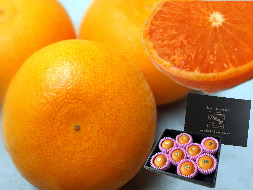 🏆みかん柑橘グランプリ2026最高金賞含む最多4部門受賞の木熟せとか