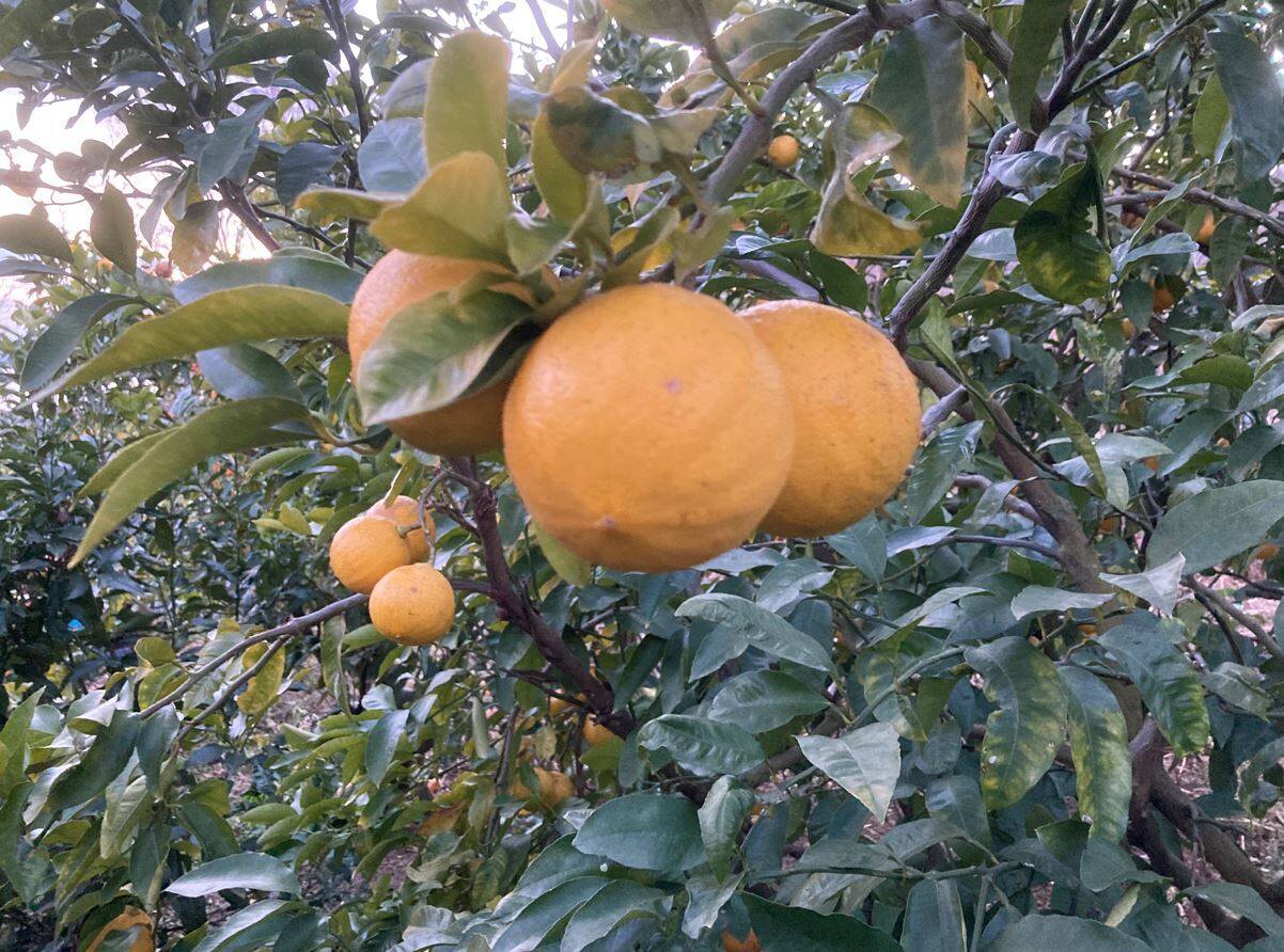 ベルガモット1kg 無薬 広島県産のみかん 柑橘類 食べチョク 産地直送 産直 お取り寄せ通販 農家 漁師から旬の食材を直送