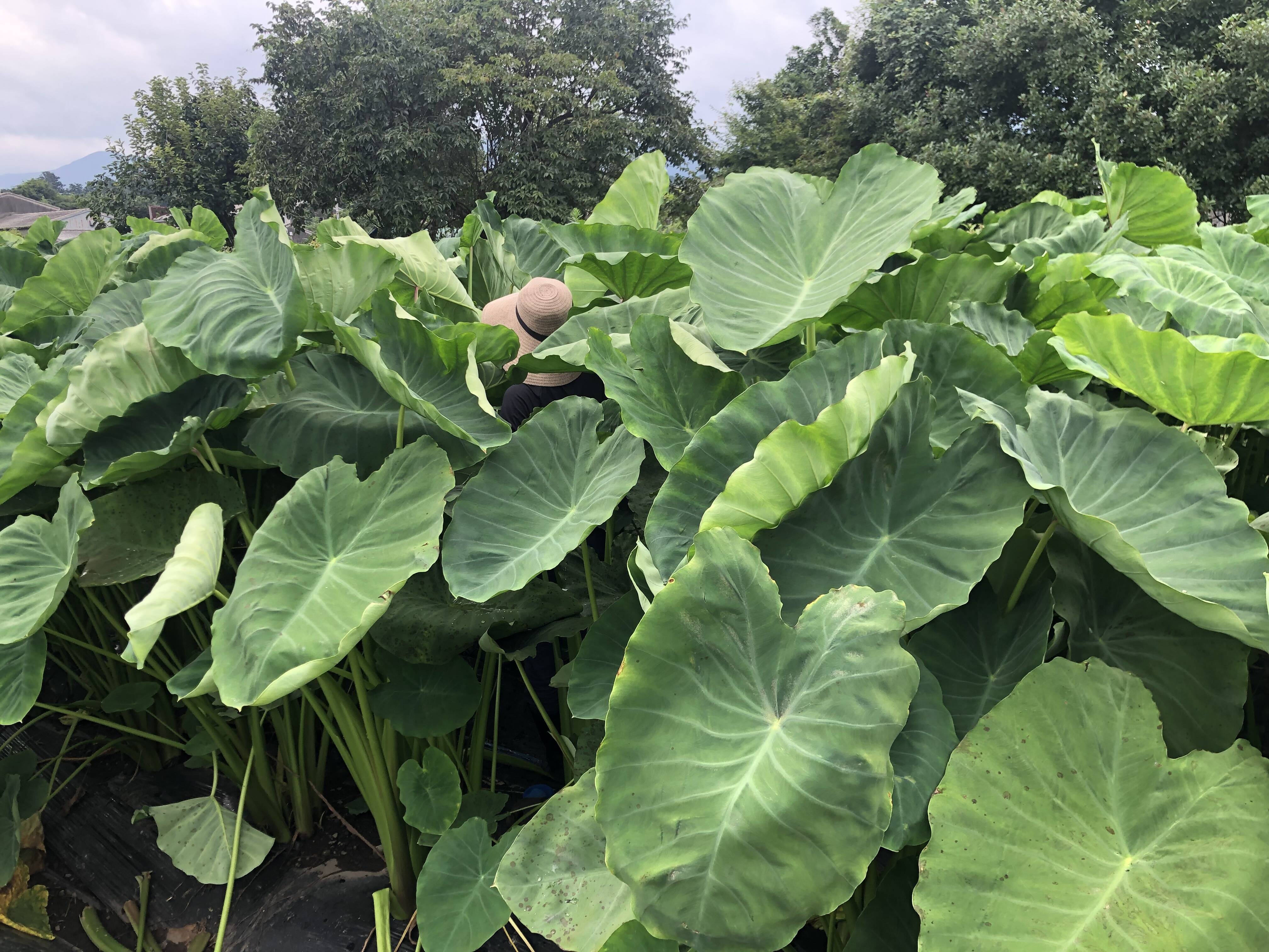 里芋 掘ってます 食べチョク 産地直送 産直 お取り寄せ通販 農家 漁師から旬の食材を直送