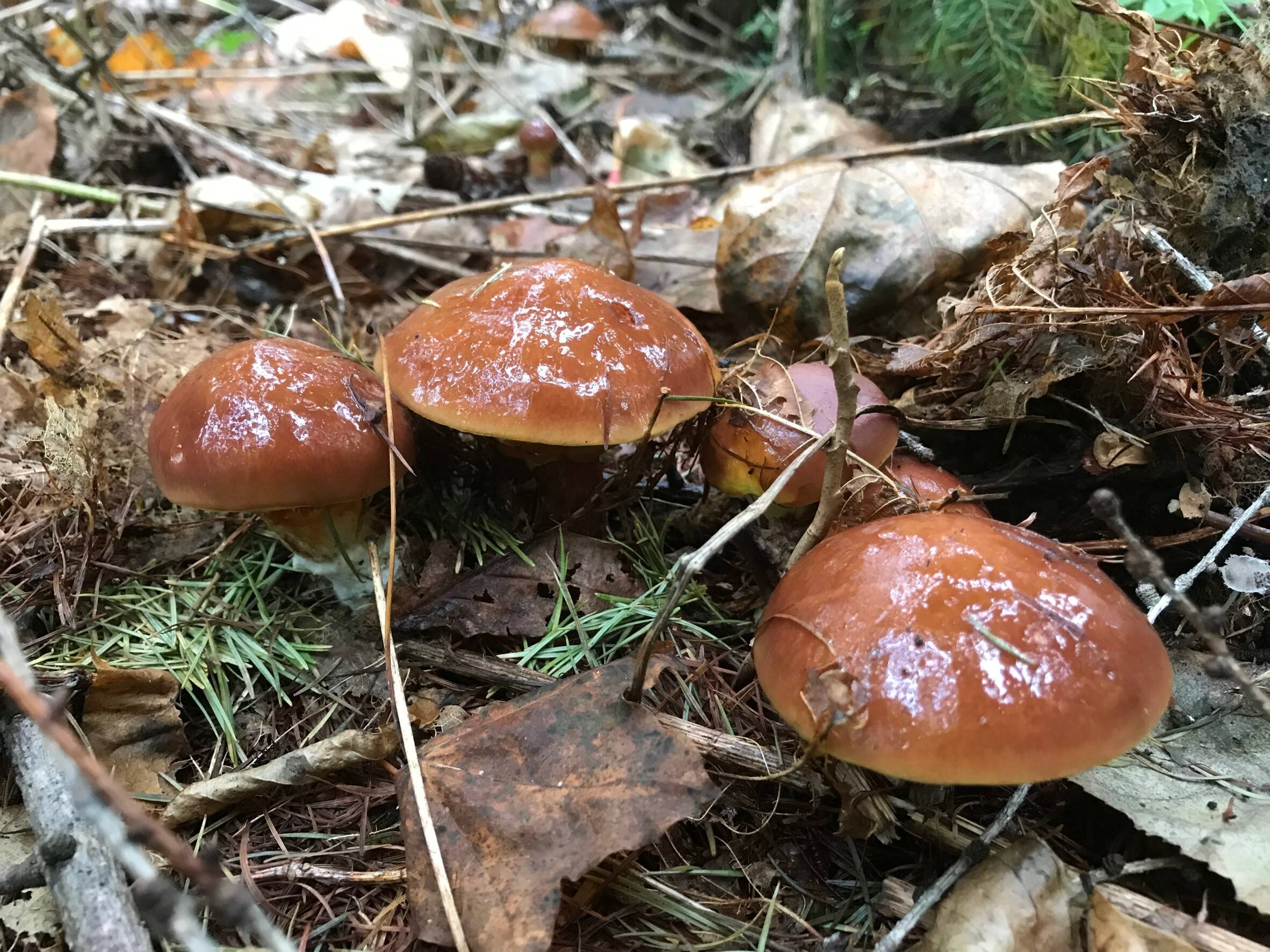 秋の味覚 採れたて 生 落葉キノコ 1kg 北海道産 食べチョク 農家 漁師の産直ネット通販 旬の食材を生産者直送