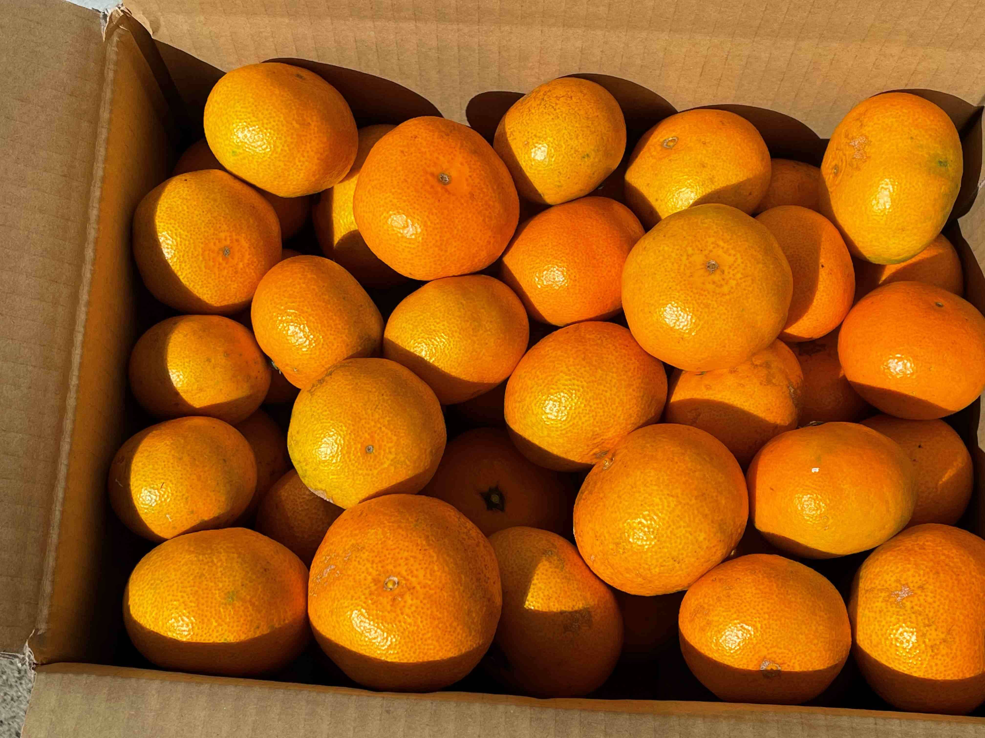 😊果汁たっぷり❗️甘味と程よい酸味の木成り完熟藤中みかんサイズL