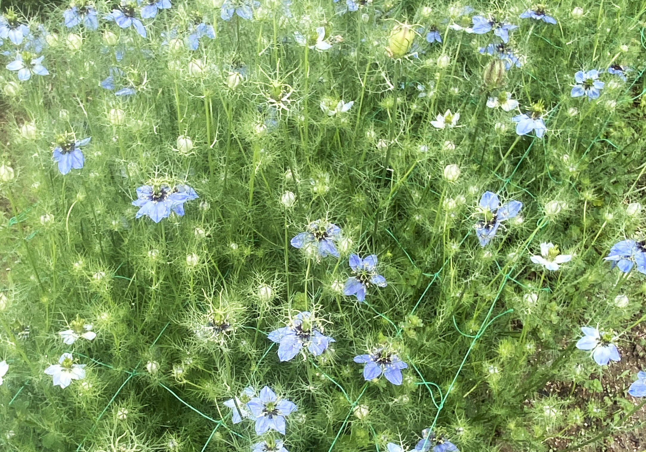 お届け20本-40㎝】〜ニゲラ〜 初夏から夏が旬の可憐で涼しげなお花
