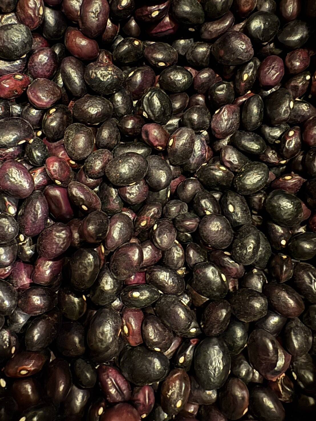 希少‼️栗豆🫘【北海道産】農薬化学肥料・除草剤不使用🫘250g