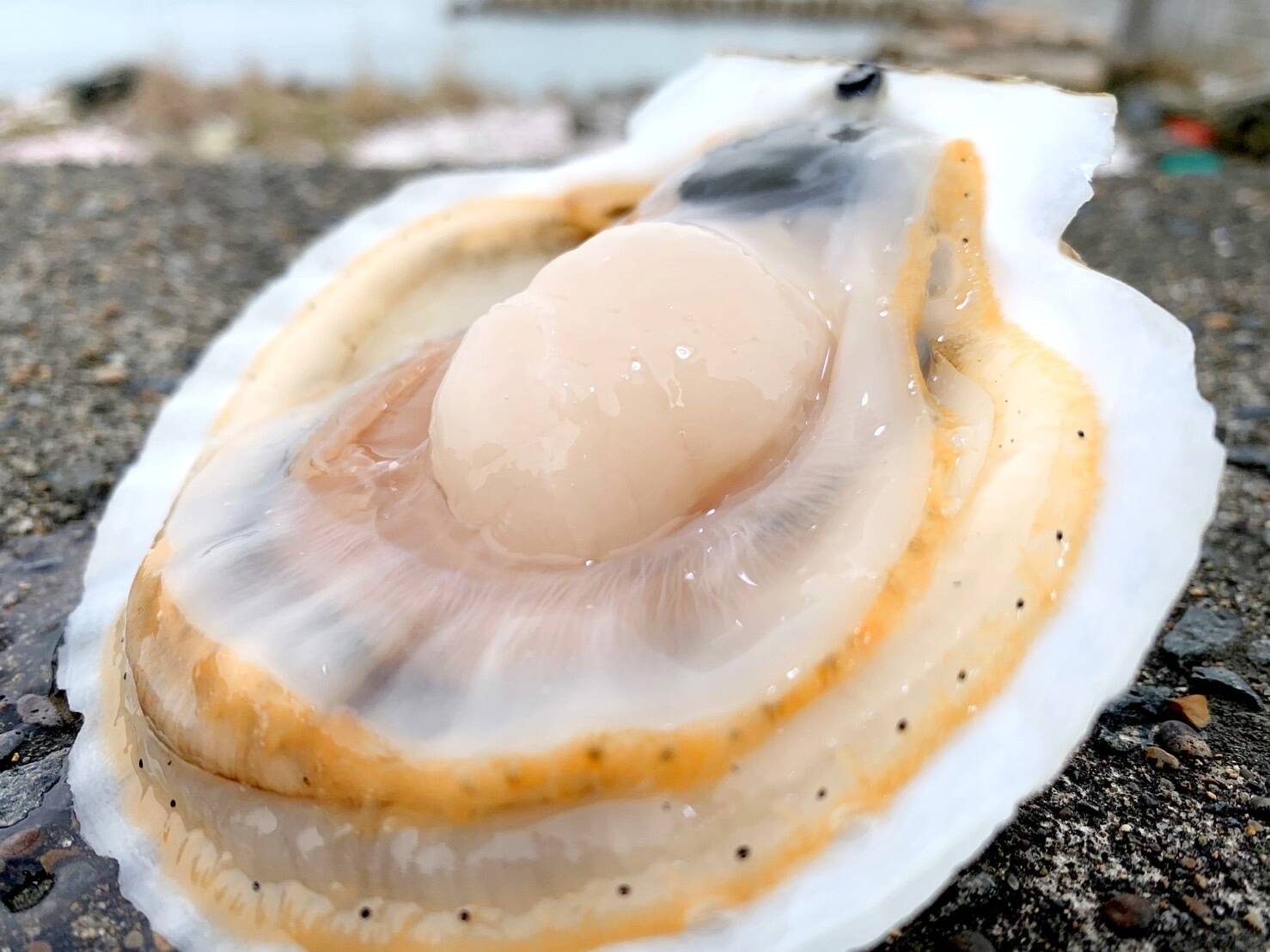 これが本物！漁師が喰うホタテ【５㎏】ヘラ付：青森県産のホタテ｜食べ 