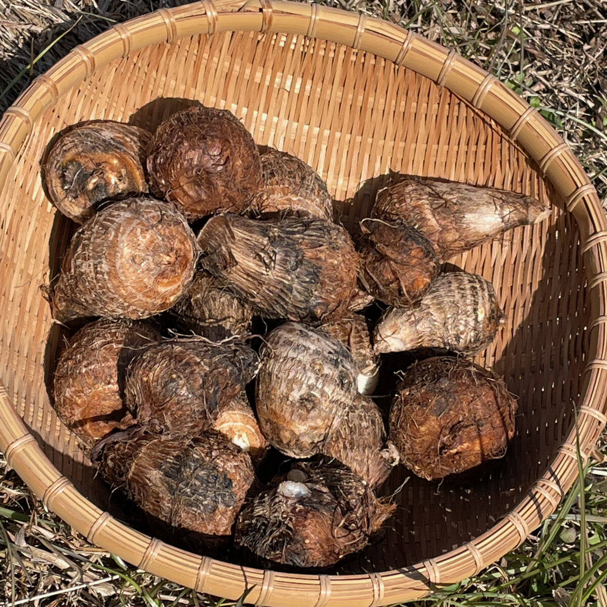 里芋(土垂)　約10kg　栃木県産 marukan-imo-ss10-top.jpg