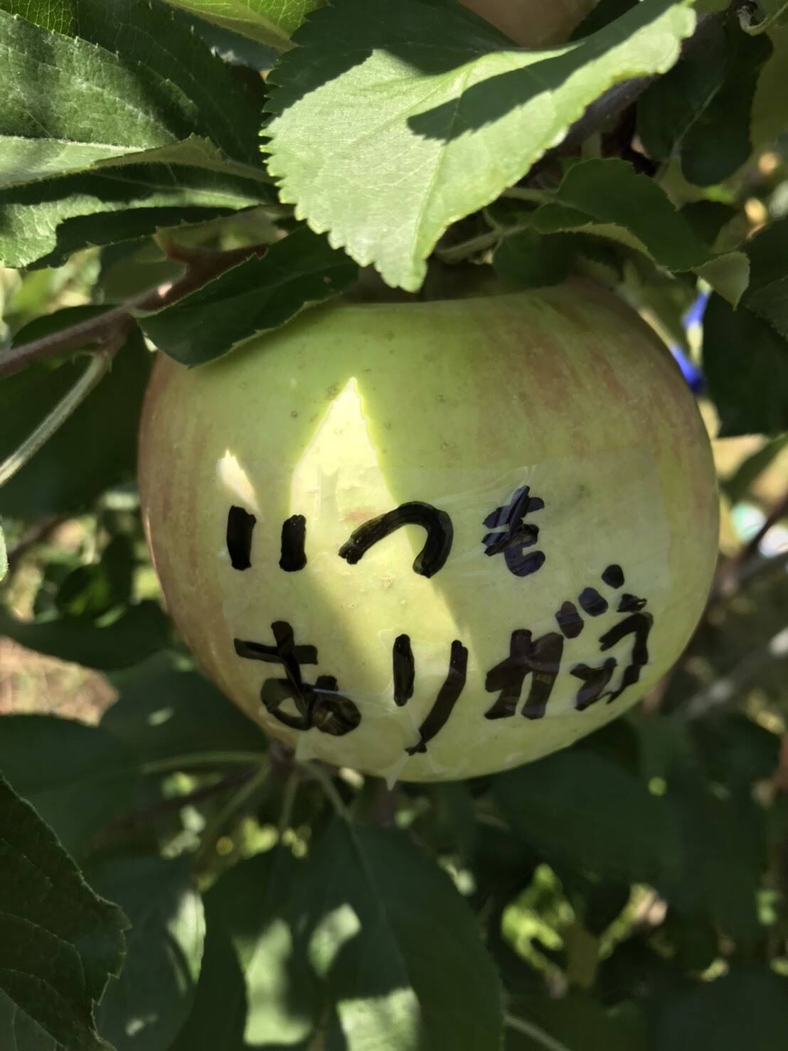 4000件以上のご注文がありました。｜食べチョク｜産地直送(産直)お
