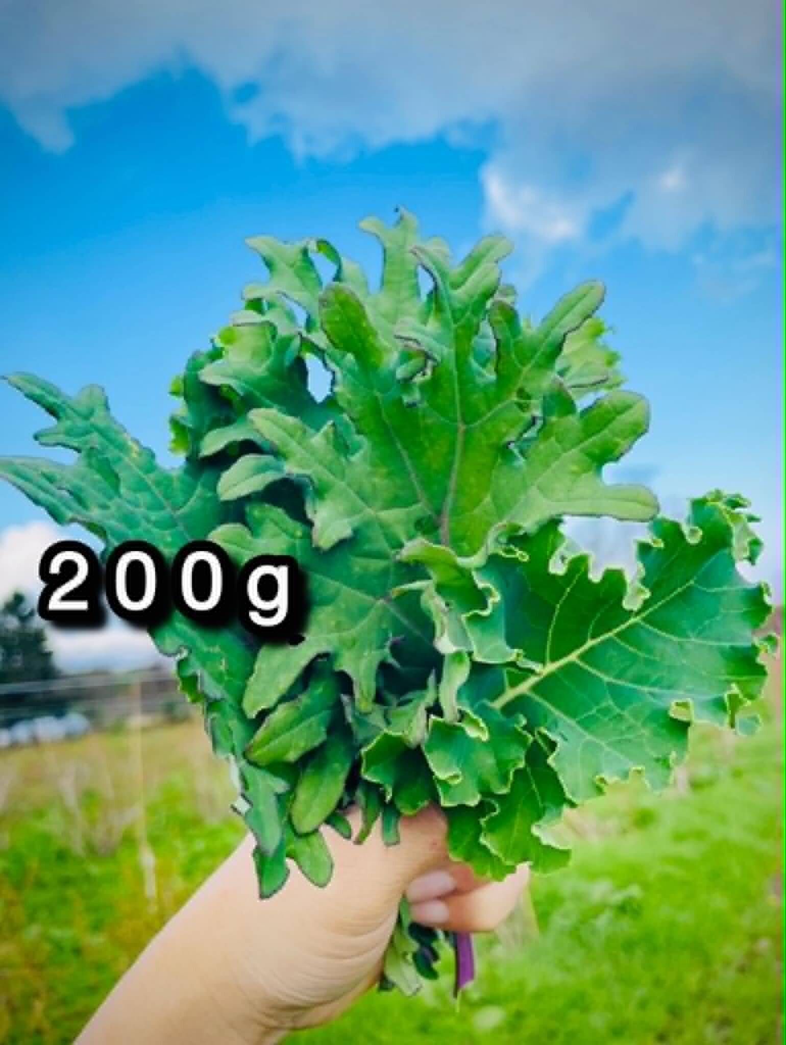 無農薬ケール苗5株 繰り返し収穫できます☆健康野菜で元気に☆ 自然栽培】道産ケール・200g （草の力だけで育てたこだわりの無肥料