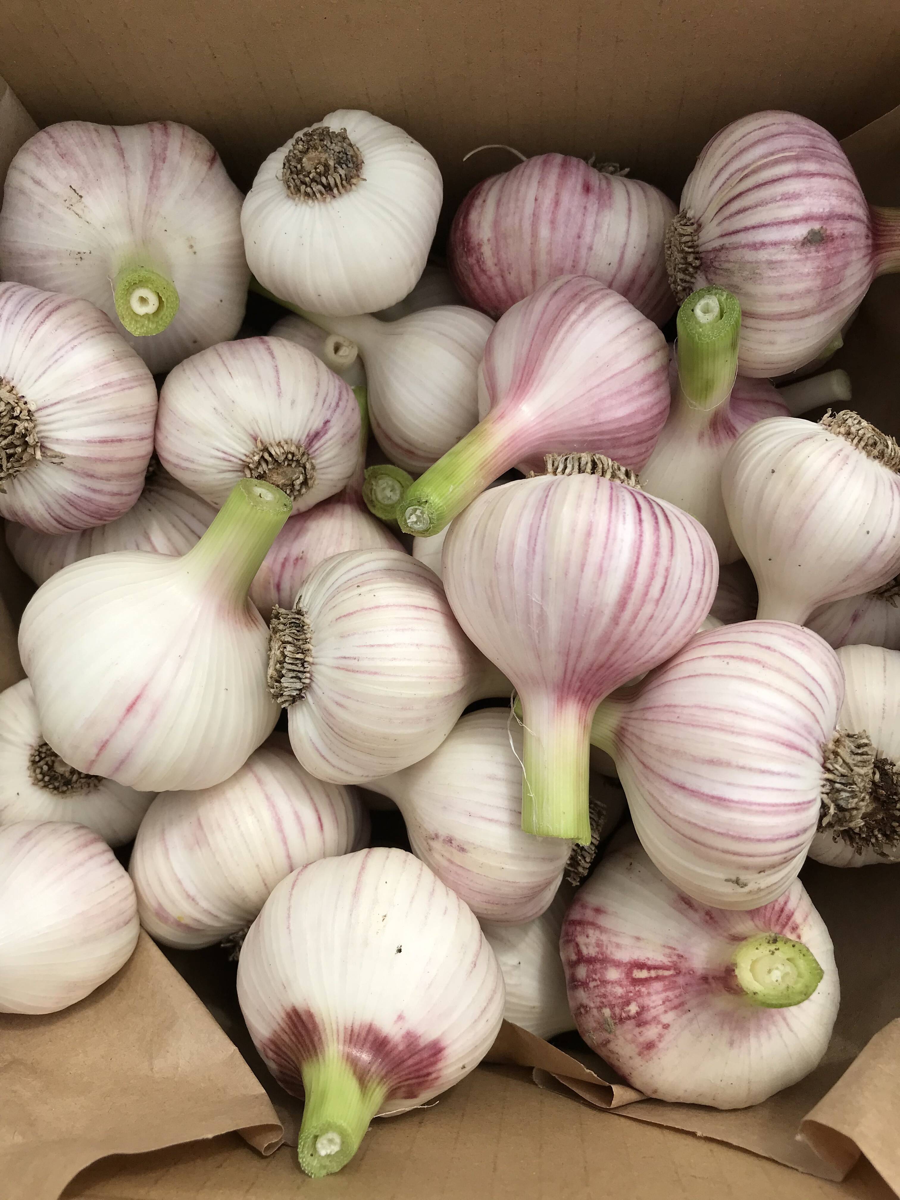 力強い香り！芯のある味わい！「新ニンニク」1kg：長野県産のその他