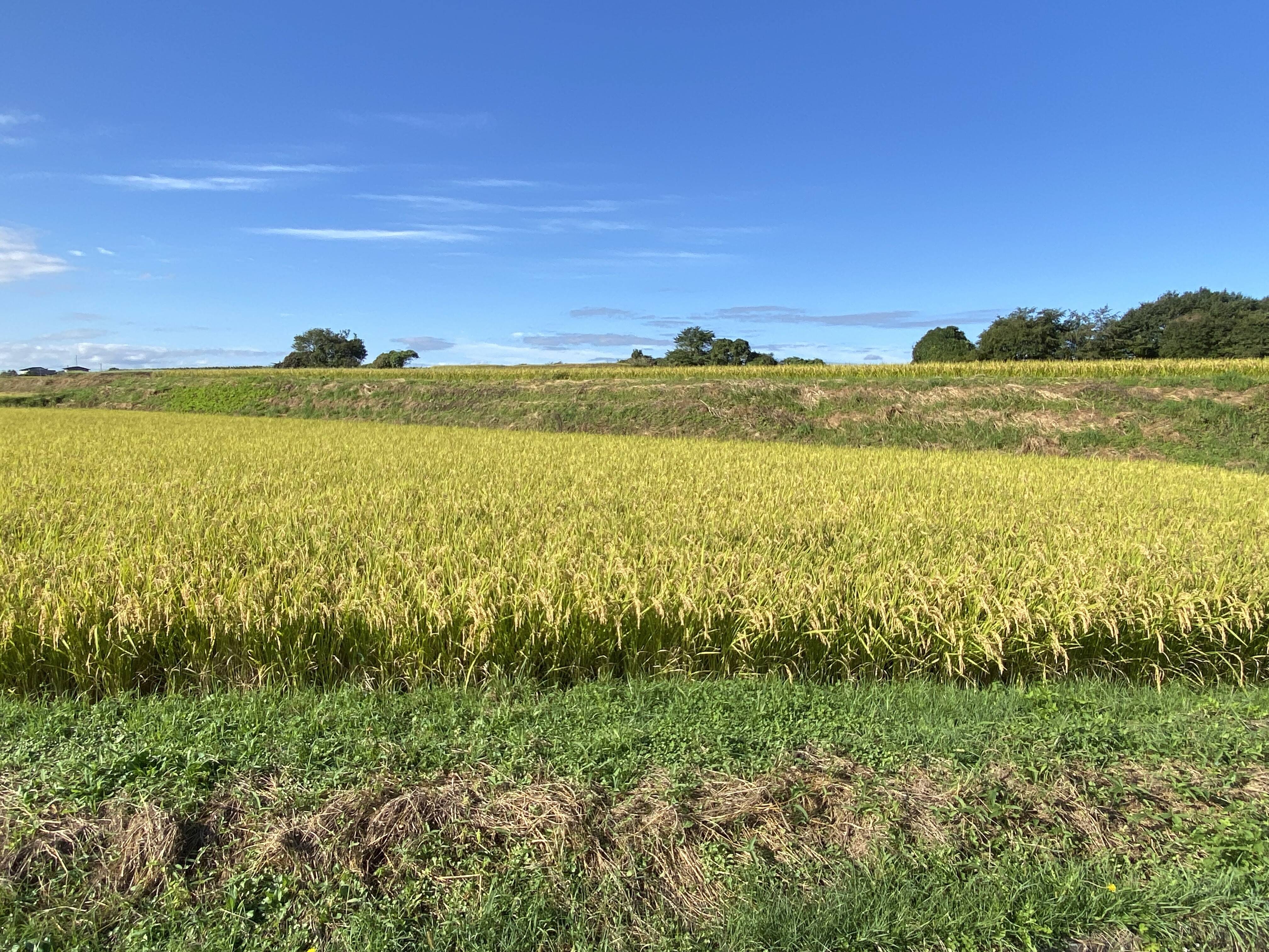 新米！令和7年産 青森県産米 まっしぐら 5kg：青森県産のまっしぐら