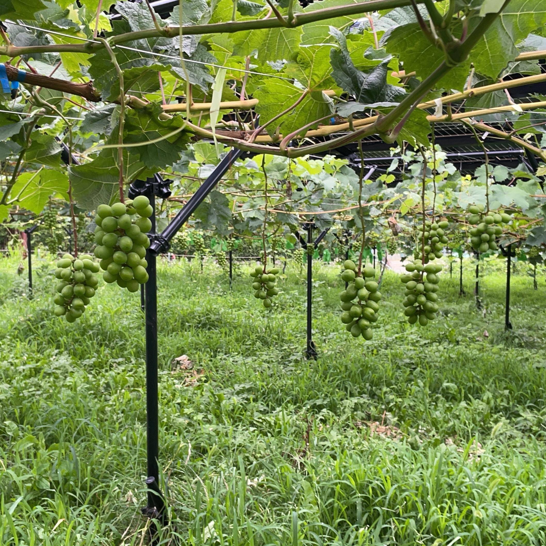 近郊農場へのレビュー・商品：神奈川県｜食べチョク｜産地直送(産直)お