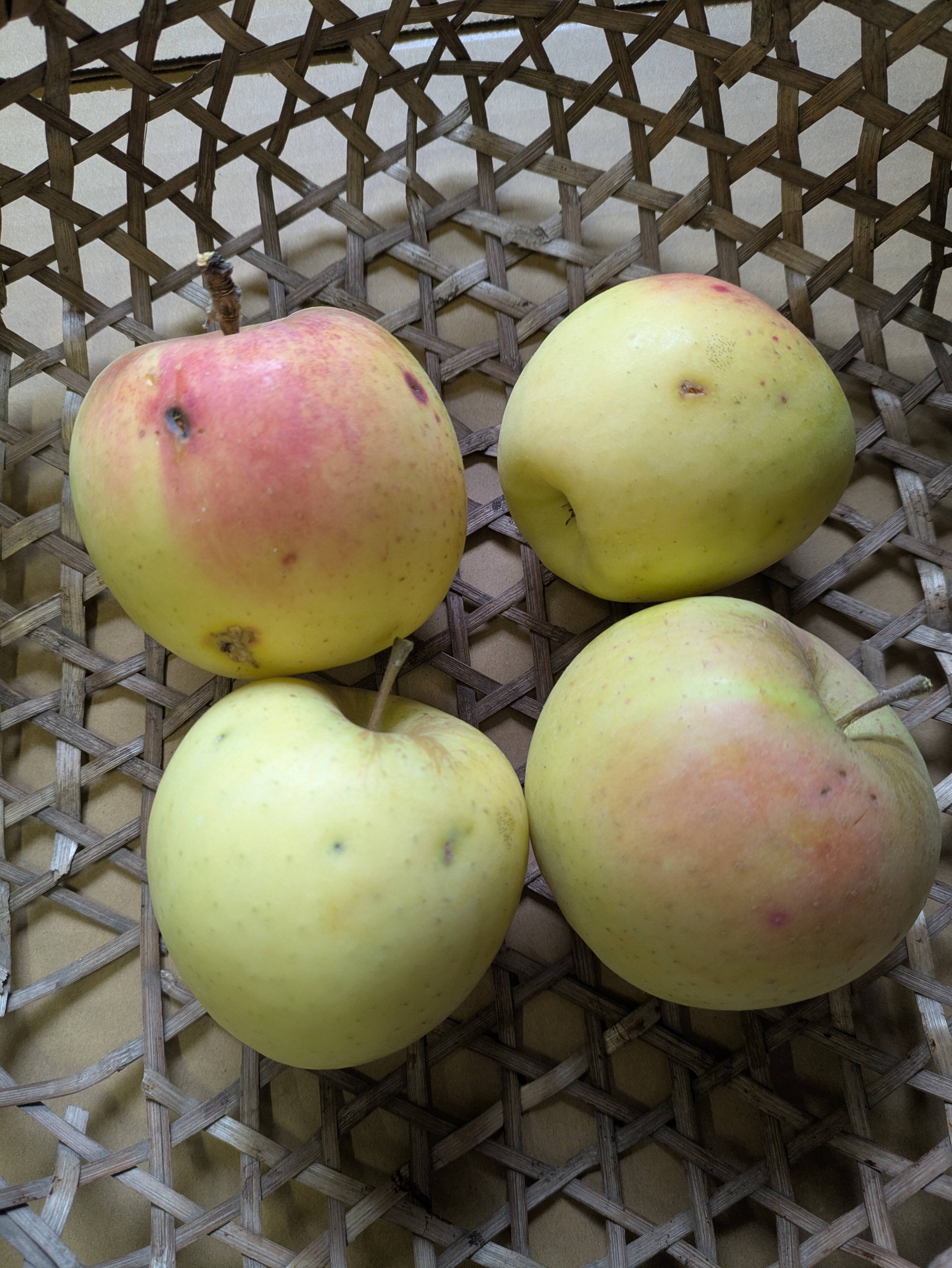 りんご ぐんま名月 約68％ 農薬カット 23個くらい 小玉多め キズ等