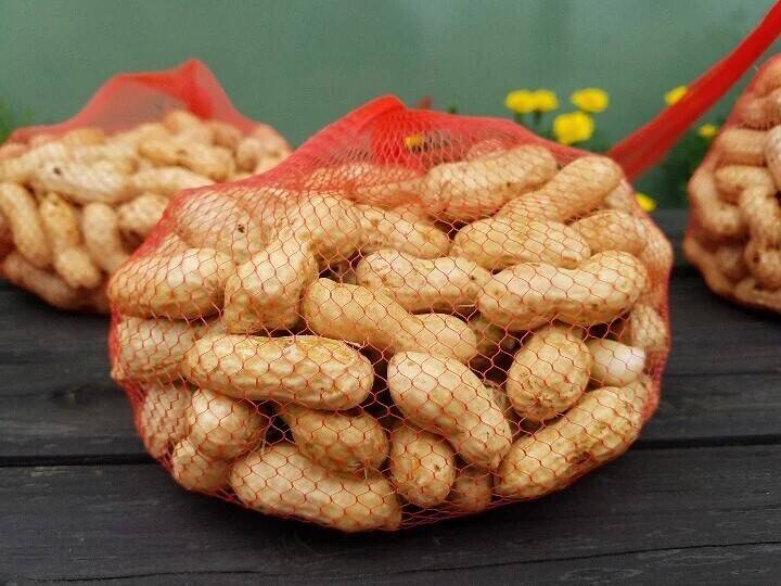 お試しサイズ】掘りたて直送！千葉県産 生落花生 郷の香500g：千葉県産
