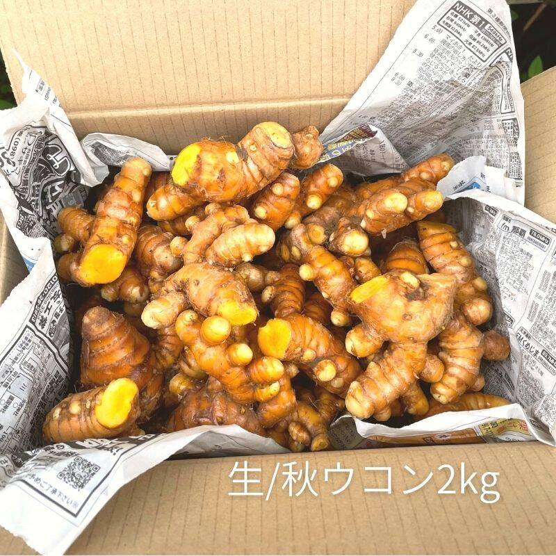 完全無農薬沖縄県やんばる産生秋ウコン20kg