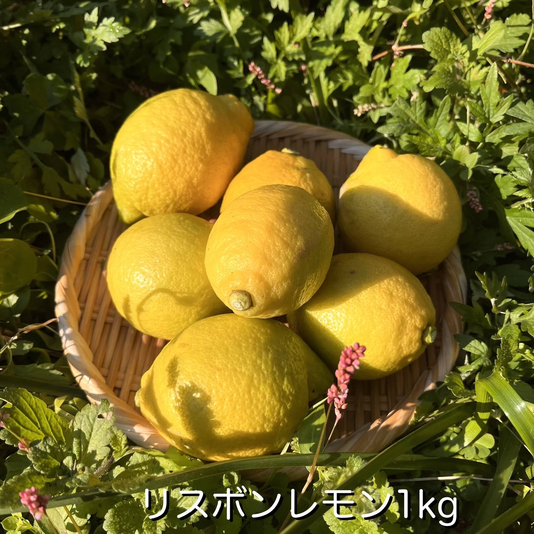 自然栽培]淡路島産リスボンレモン(1kg)栽培期間中農薬不使用、肥料不