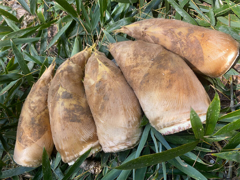 数量限定商品】注文後収穫！ 和歌山 知る人ぞ知る人気の山東産