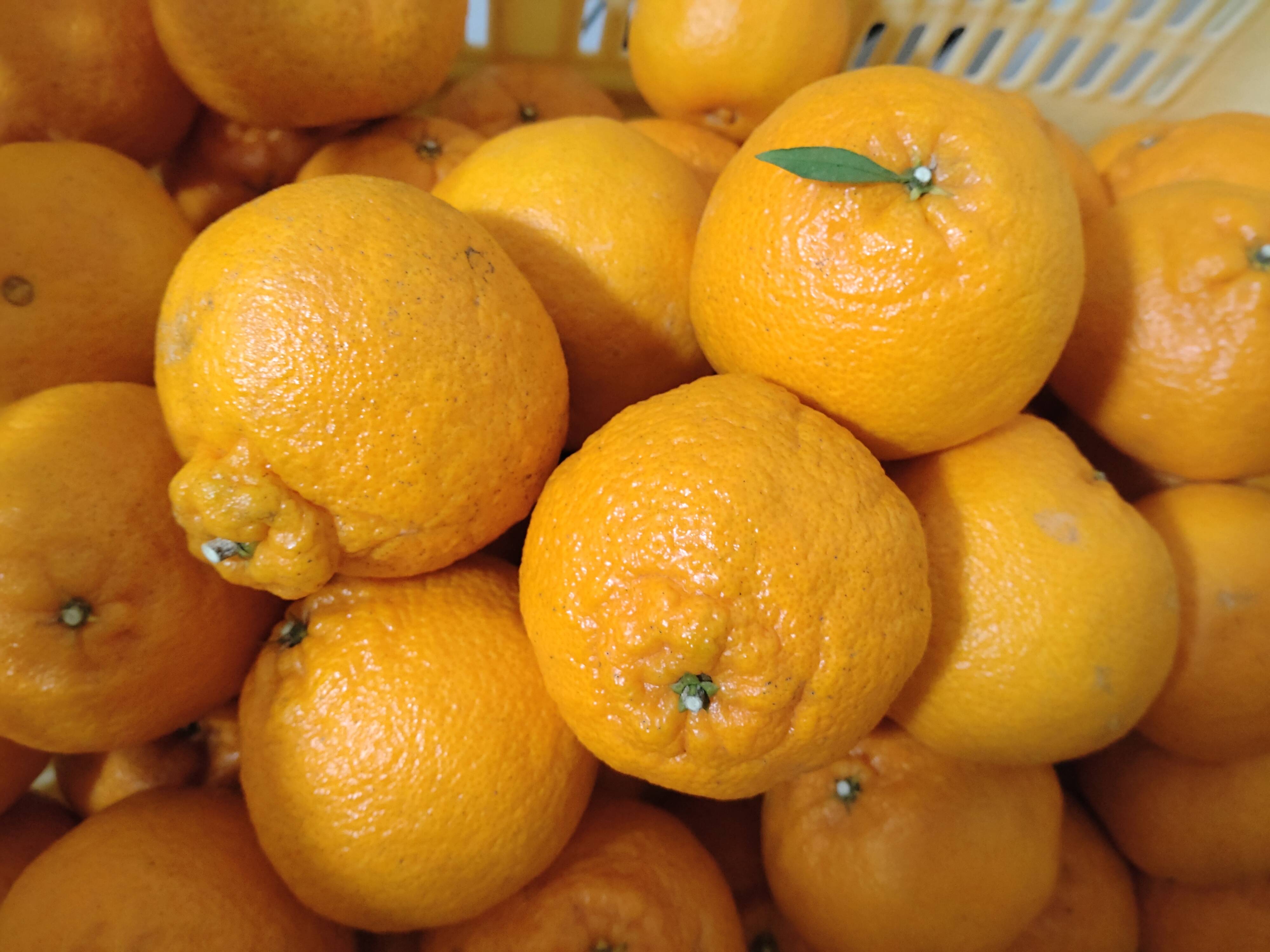 広島県産 不知火(しらぬひデコ) 4.5kg(箱込み)：広島県産のみかん