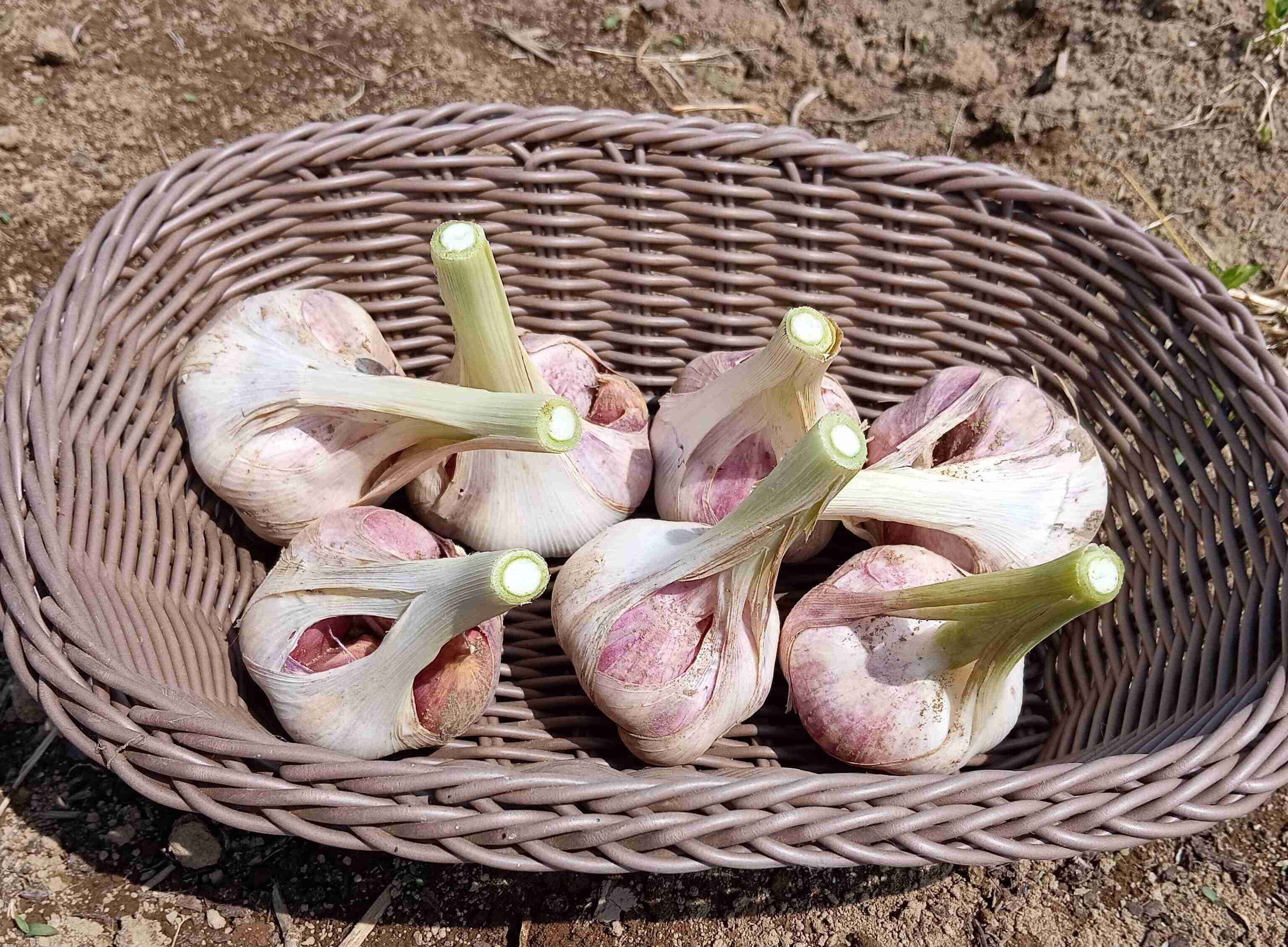 香り強烈！新ニンニク500g：茨城県産のその他ニンニク｜食べチョク
