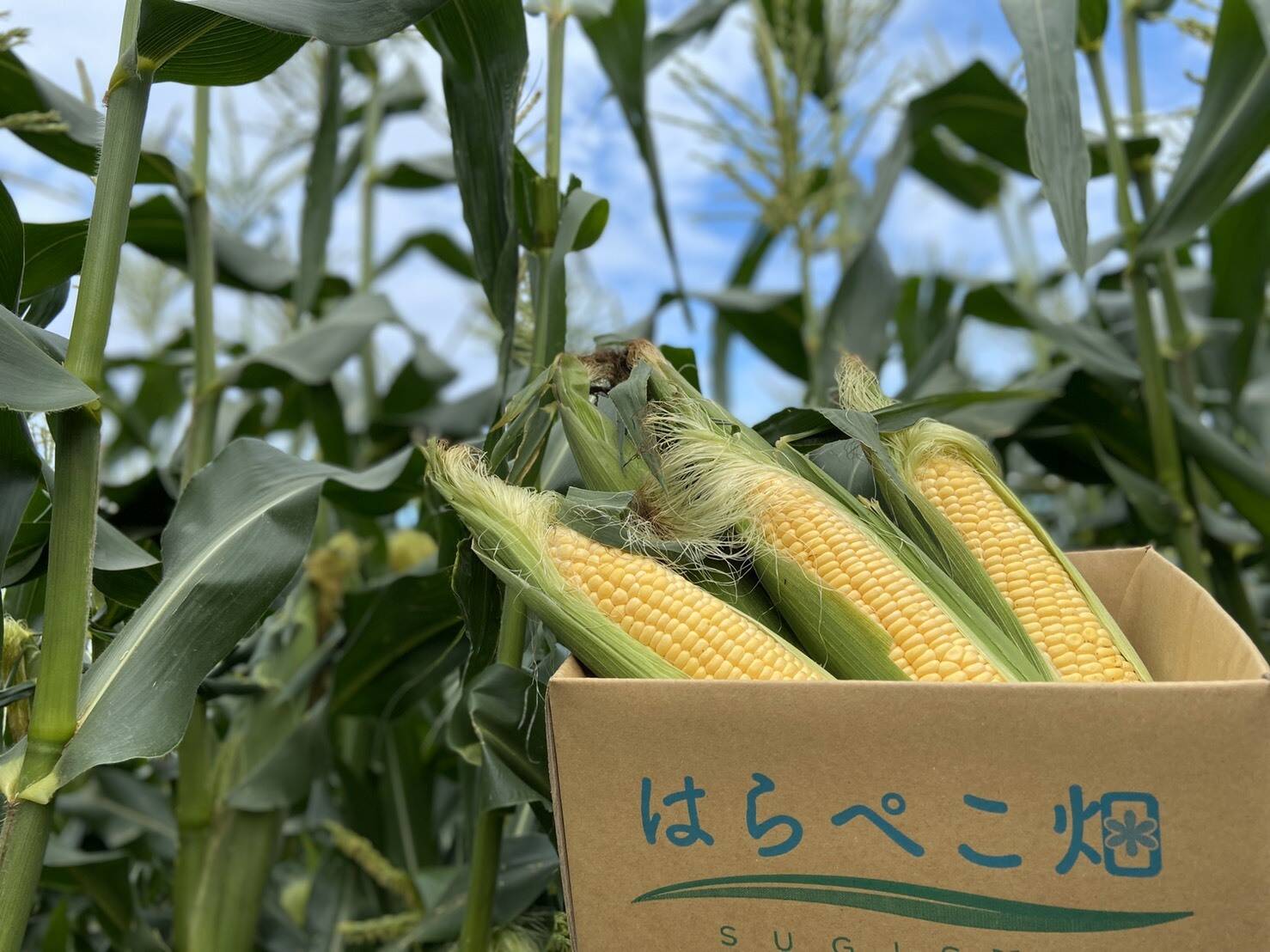 あなたが探していたトウモロコシはこれですね 8本入り 愛知県産 食べチョク 農家 漁師の産直ネット通販 旬の食材を生産者直送