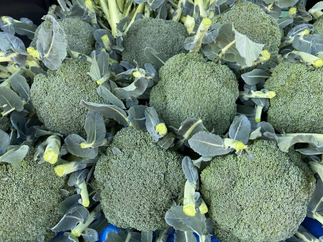 茨城県産 枝付き特大ブロッコリー 4玉 茨城県産のブロッコリー 食べチョク 産地直送 産直 お取り寄せ通販 農家 漁師から旬の食材を直送