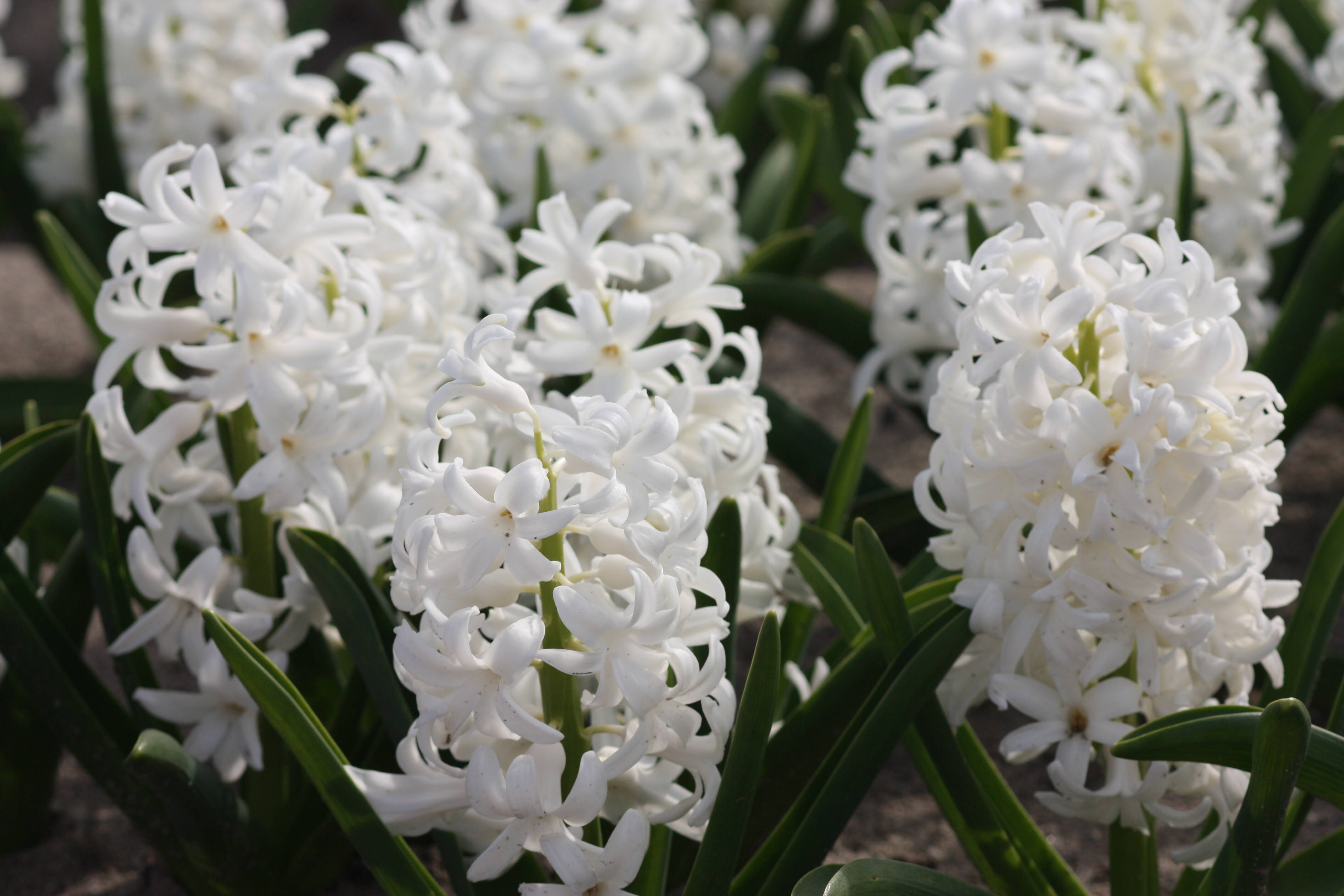 4月に植えられる花は何ですか